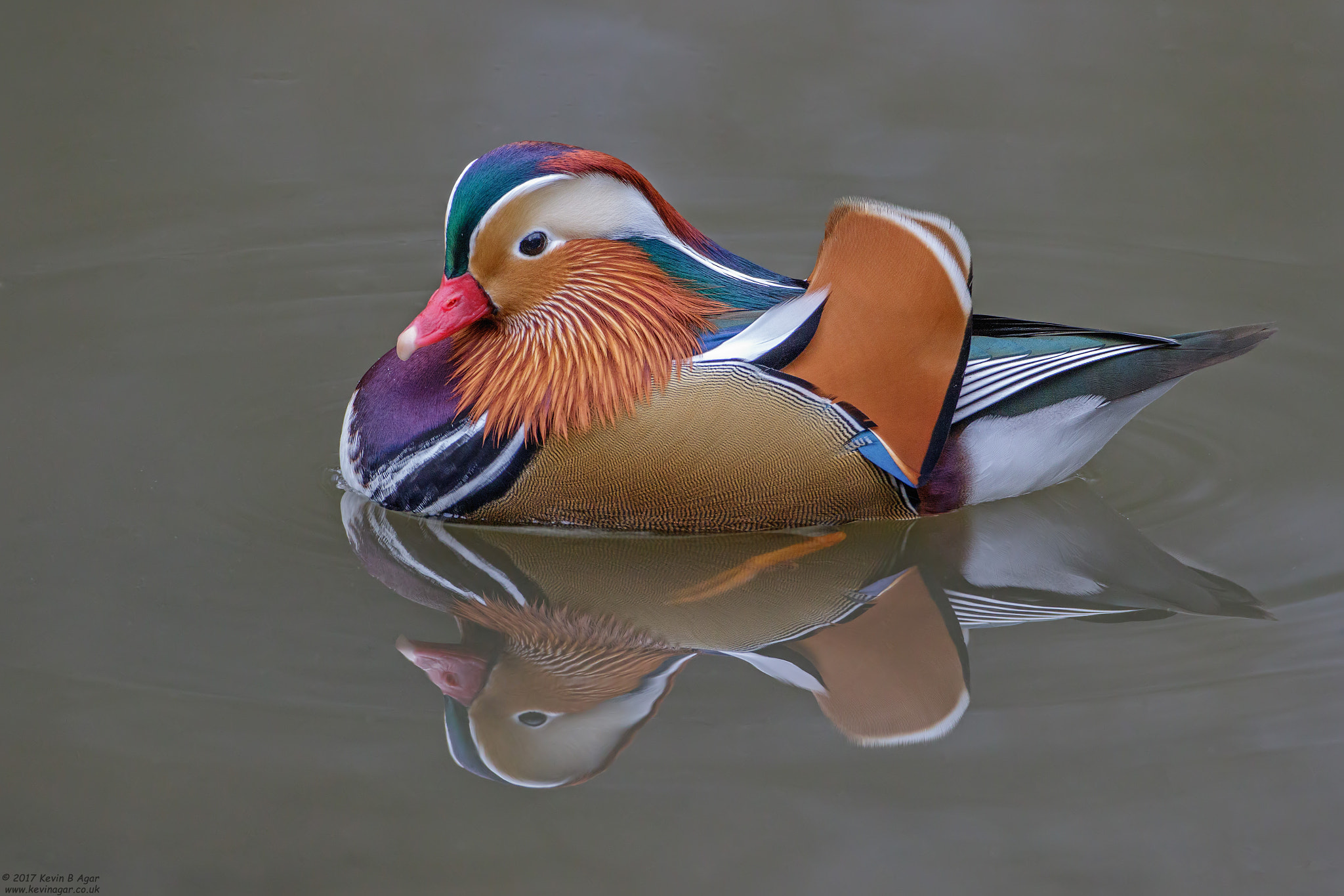 Canon EOS 7D Mark II + Canon EF 500mm F4L IS USM sample photo. Mandarin duck, aix galericulata photography