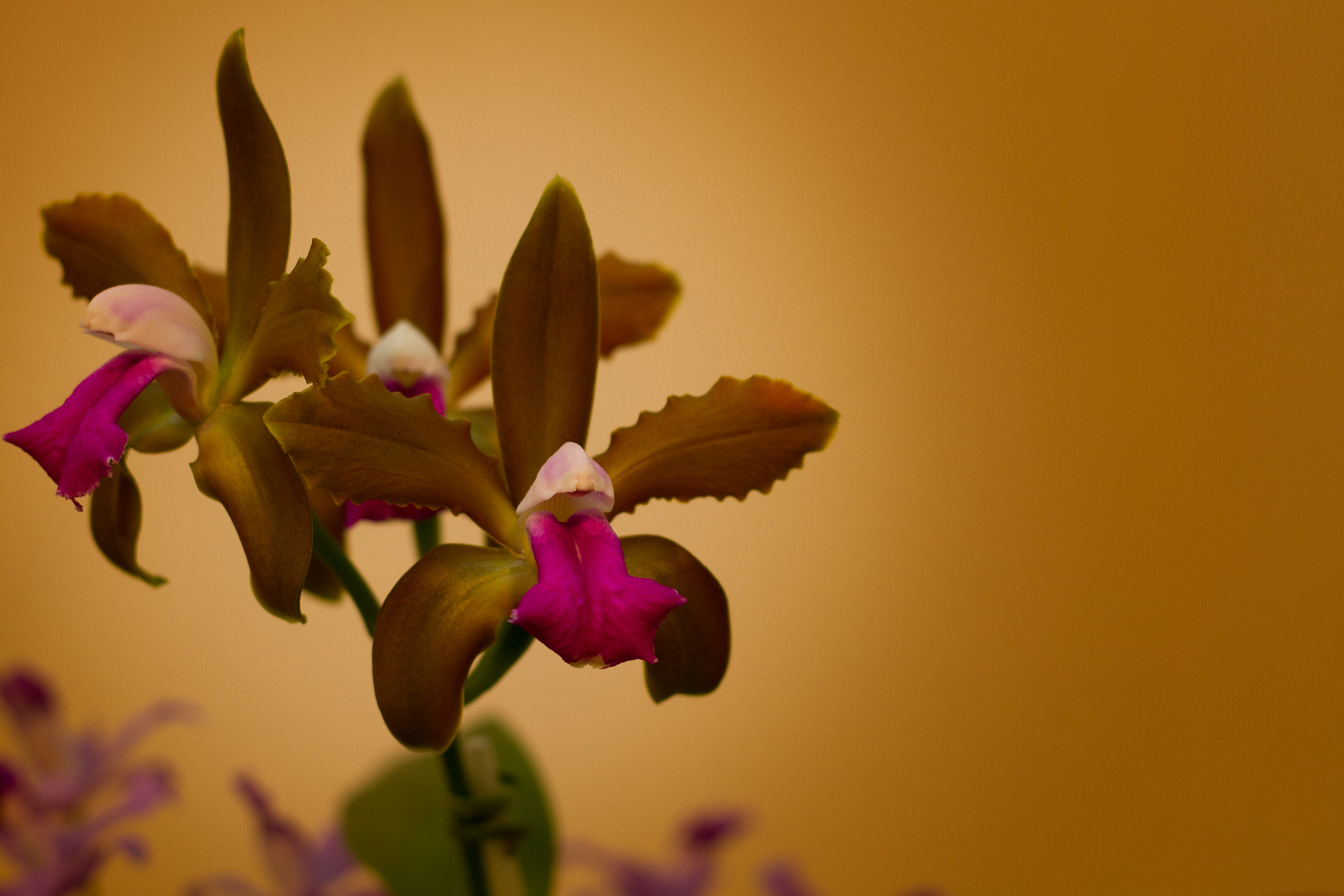 Canon EOS 7D + Canon EF 50mm F1.8 STM sample photo. Orchid photography