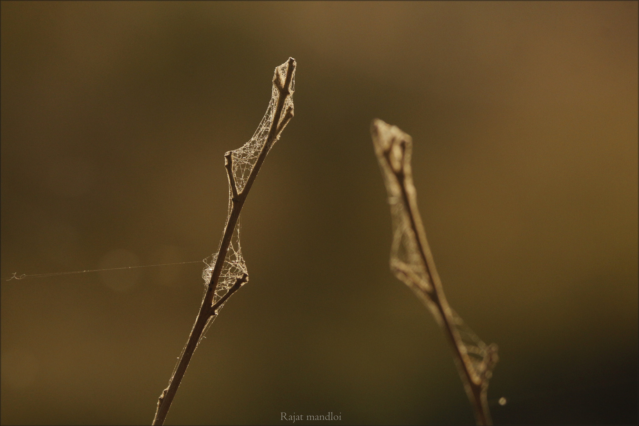 Canon EOS 700D (EOS Rebel T5i / EOS Kiss X7i) sample photo. Adopt the pace of nature:
her secret is patience...

march 2017, canon t5i + 250mm
#naturelove... photography