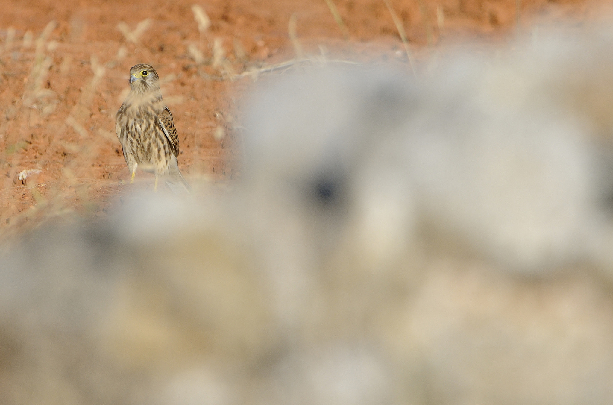 Nikon AF-S Nikkor 400mm F2.8G ED VR II sample photo. Hidden kestrel photography