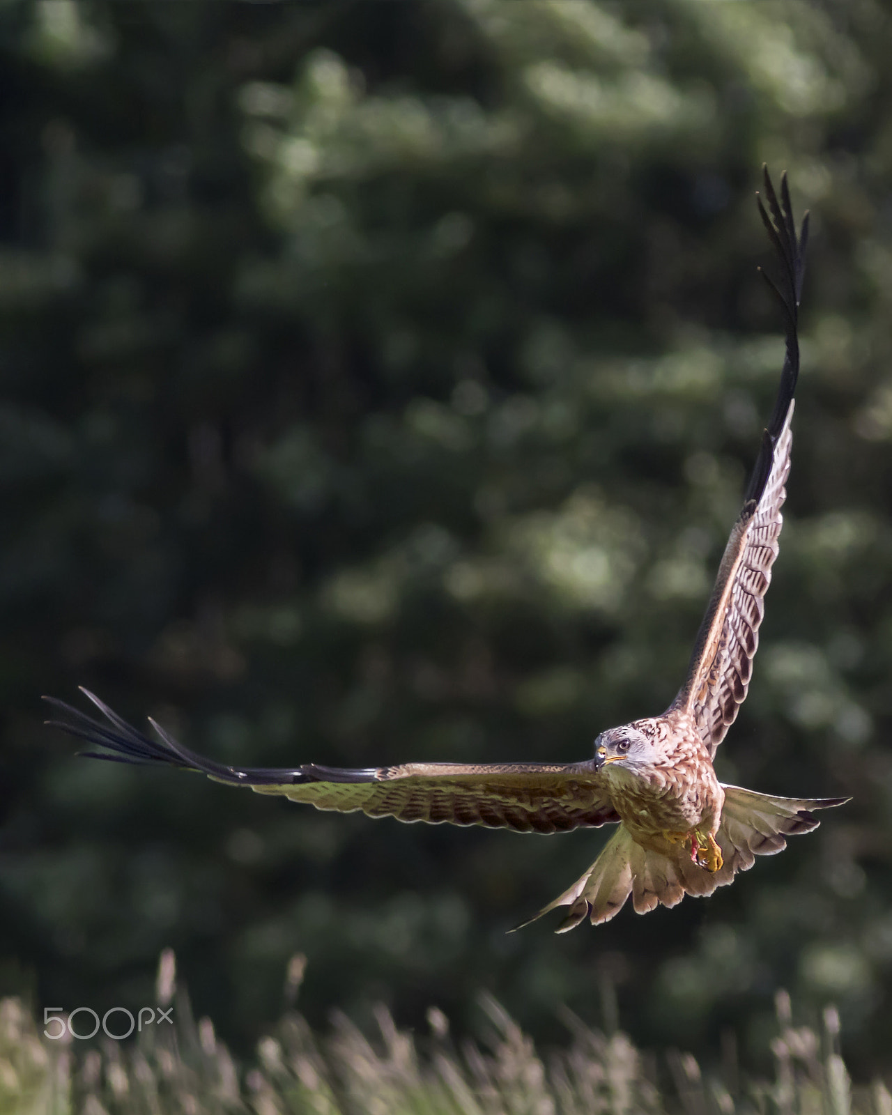 Canon EOS 7D Mark II sample photo. Red kite photography