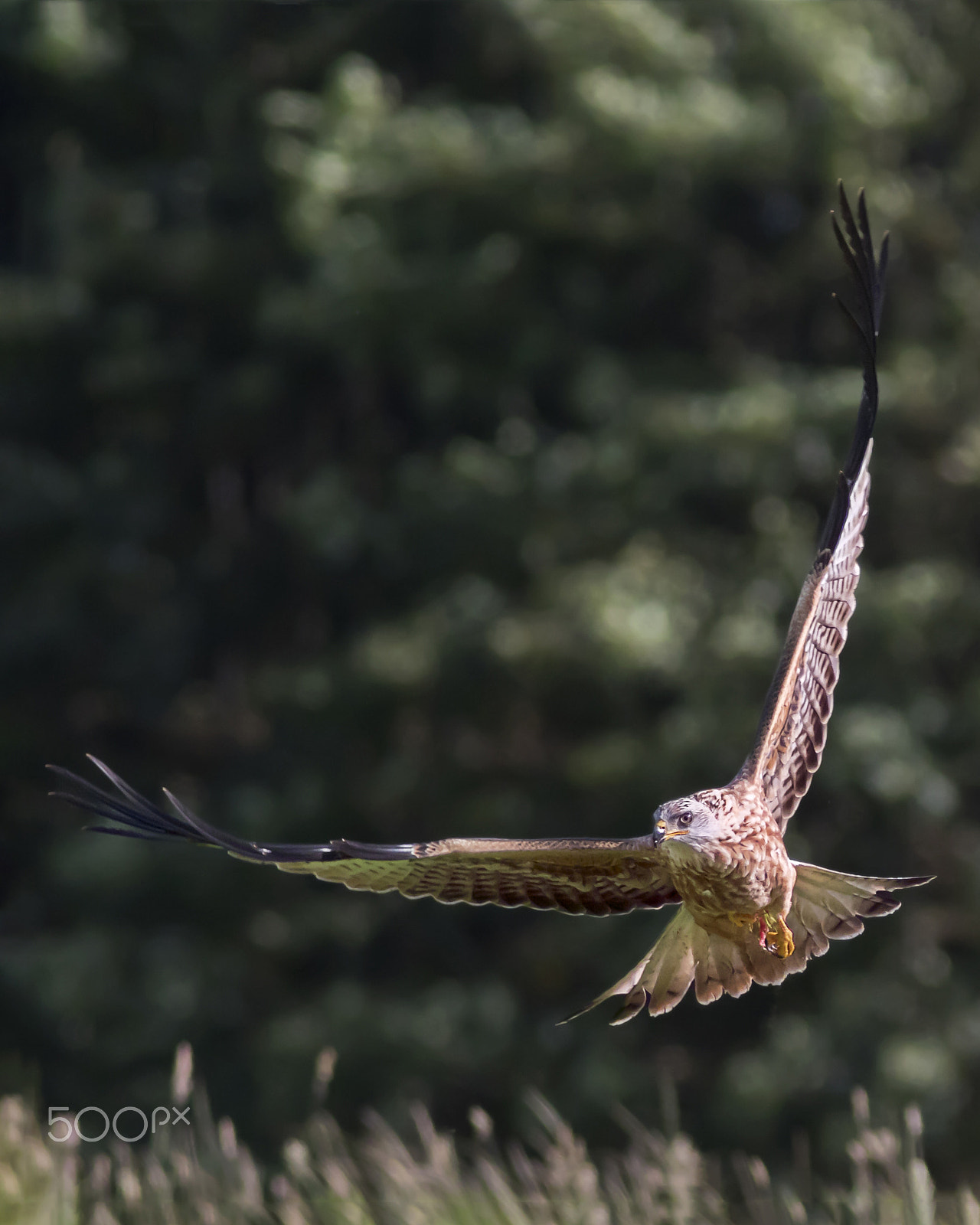 Canon EF 300mm F4L IS USM sample photo. Red kite photography