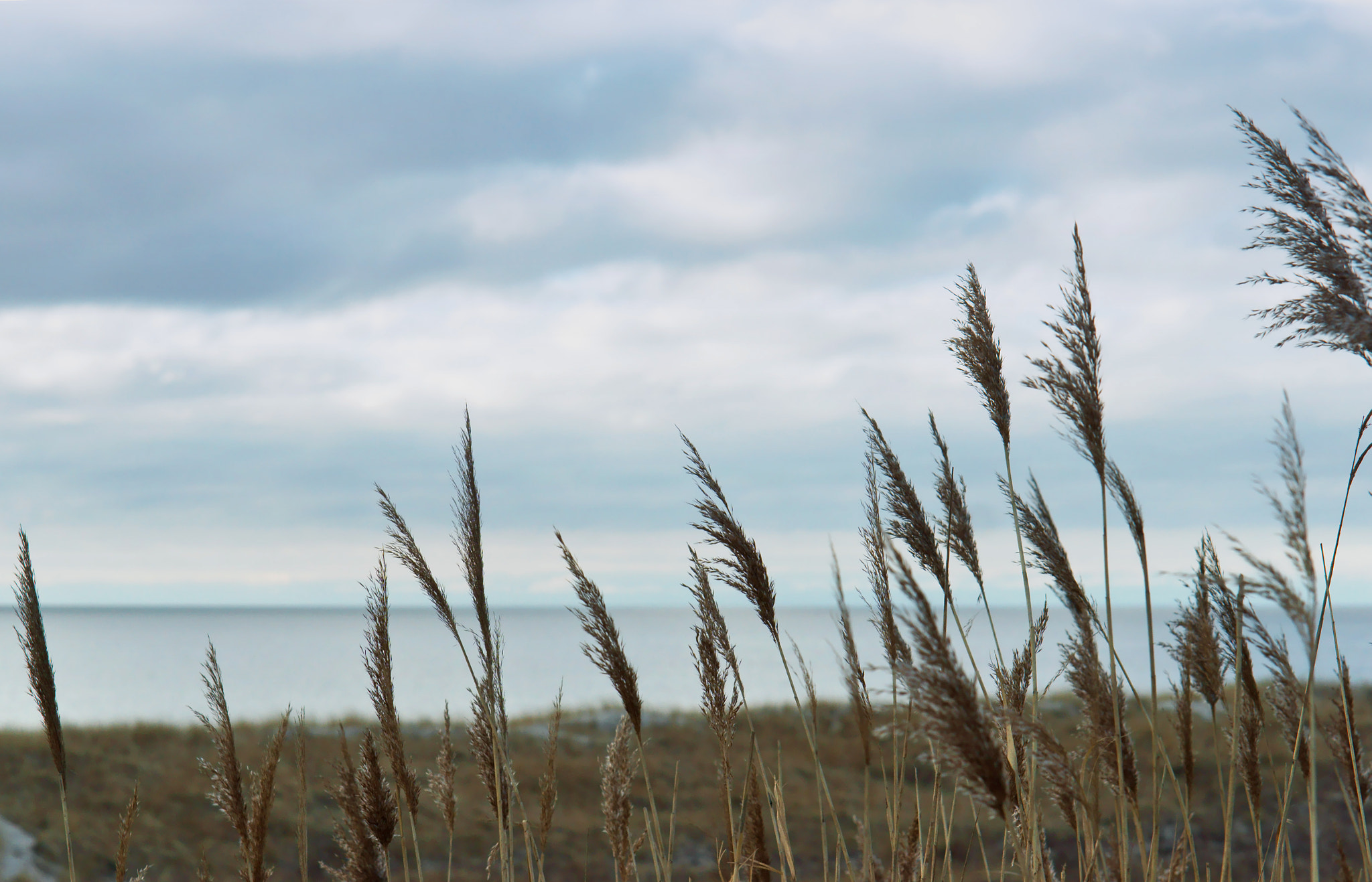 Sony Alpha NEX-3N + E 50mm F1.8 OSS sample photo. Sea, beach, sea, sand, dunes, grass, baltic sea photography