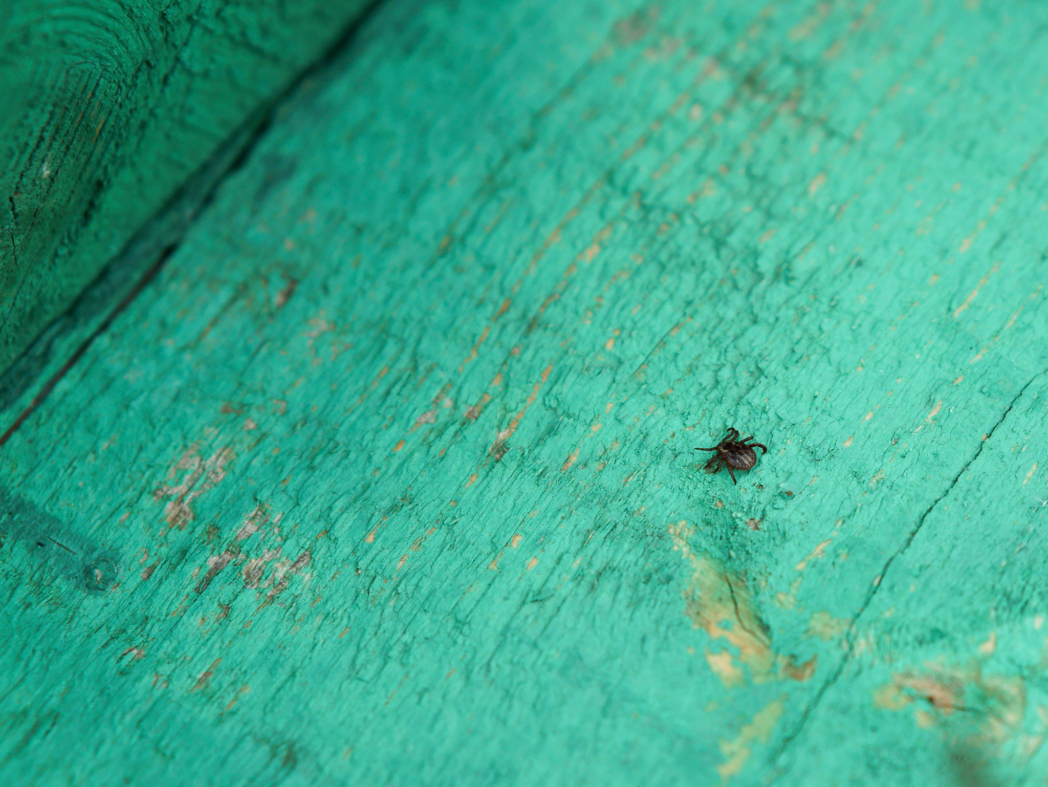 Sony Alpha NEX-3N + E 50mm F1.8 OSS sample photo. Mite insect, blood-sucking parasite, the spring, aggravation, gently, lyme disease, encephalitis photography