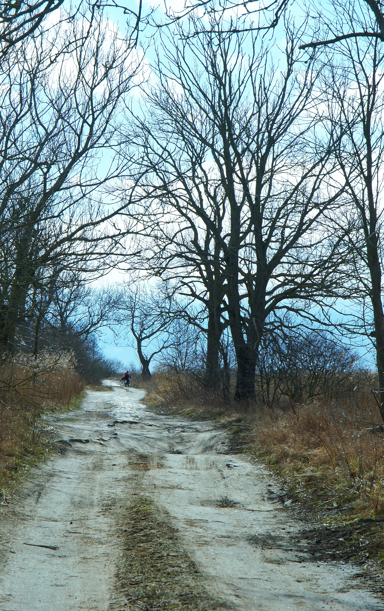 Sony Alpha NEX-3N + E 50mm F1.8 OSS sample photo. Road, forest, spring, tree, trail, blue sky photography