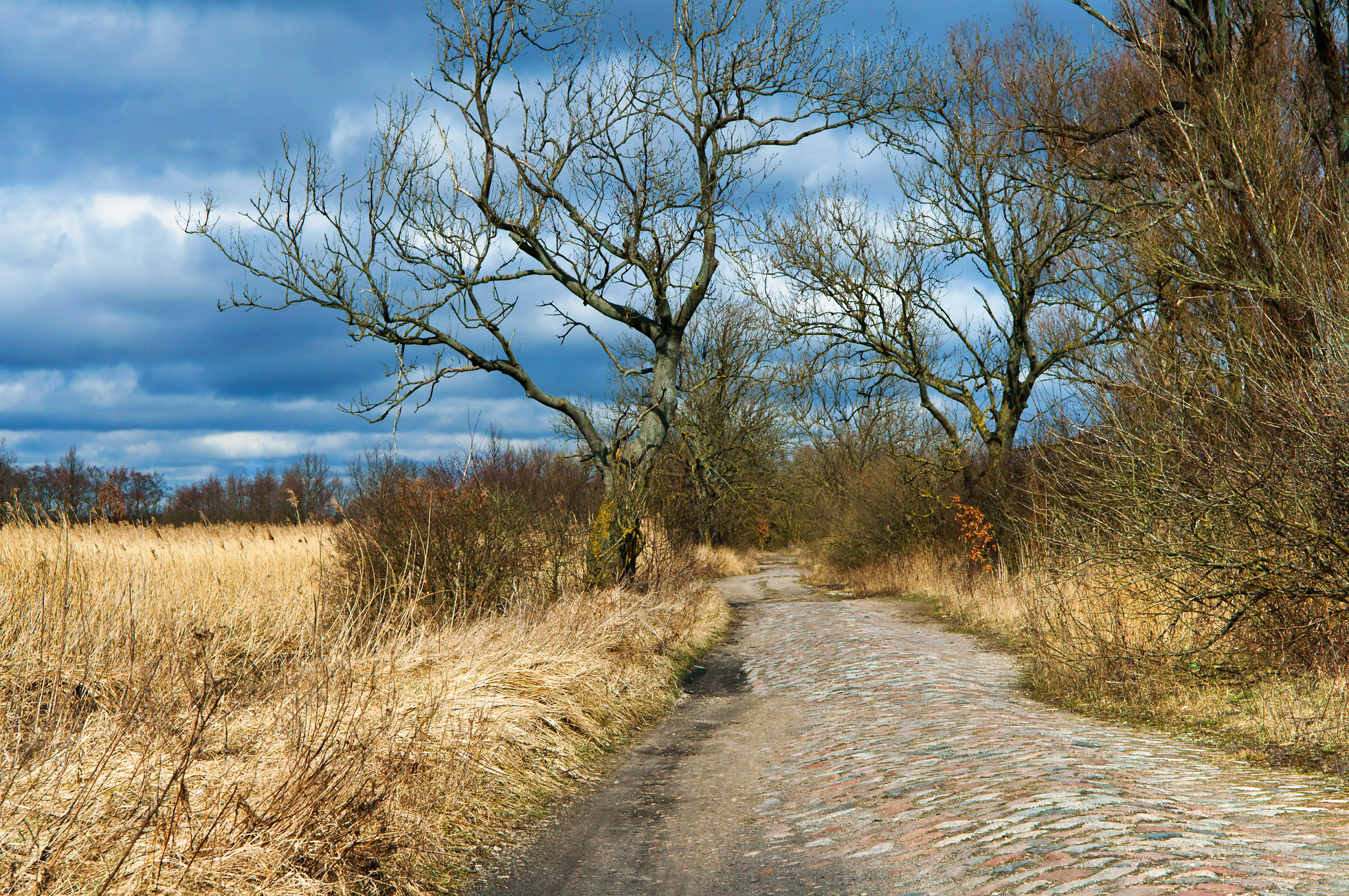 Sony Alpha NEX-3N sample photo. Road, forest, spring, tree, trail, blue sky photography