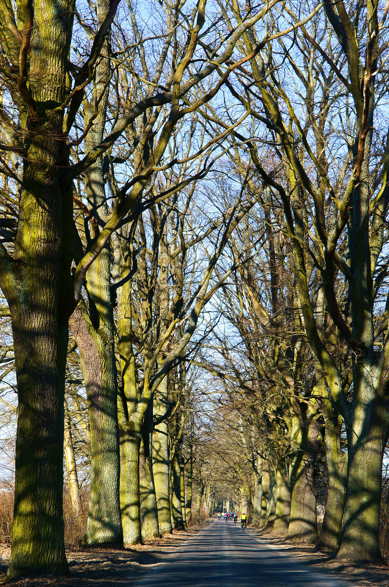 Sony Alpha NEX-3N sample photo. Road, trees, road, alley, without leaves, bike tour photography