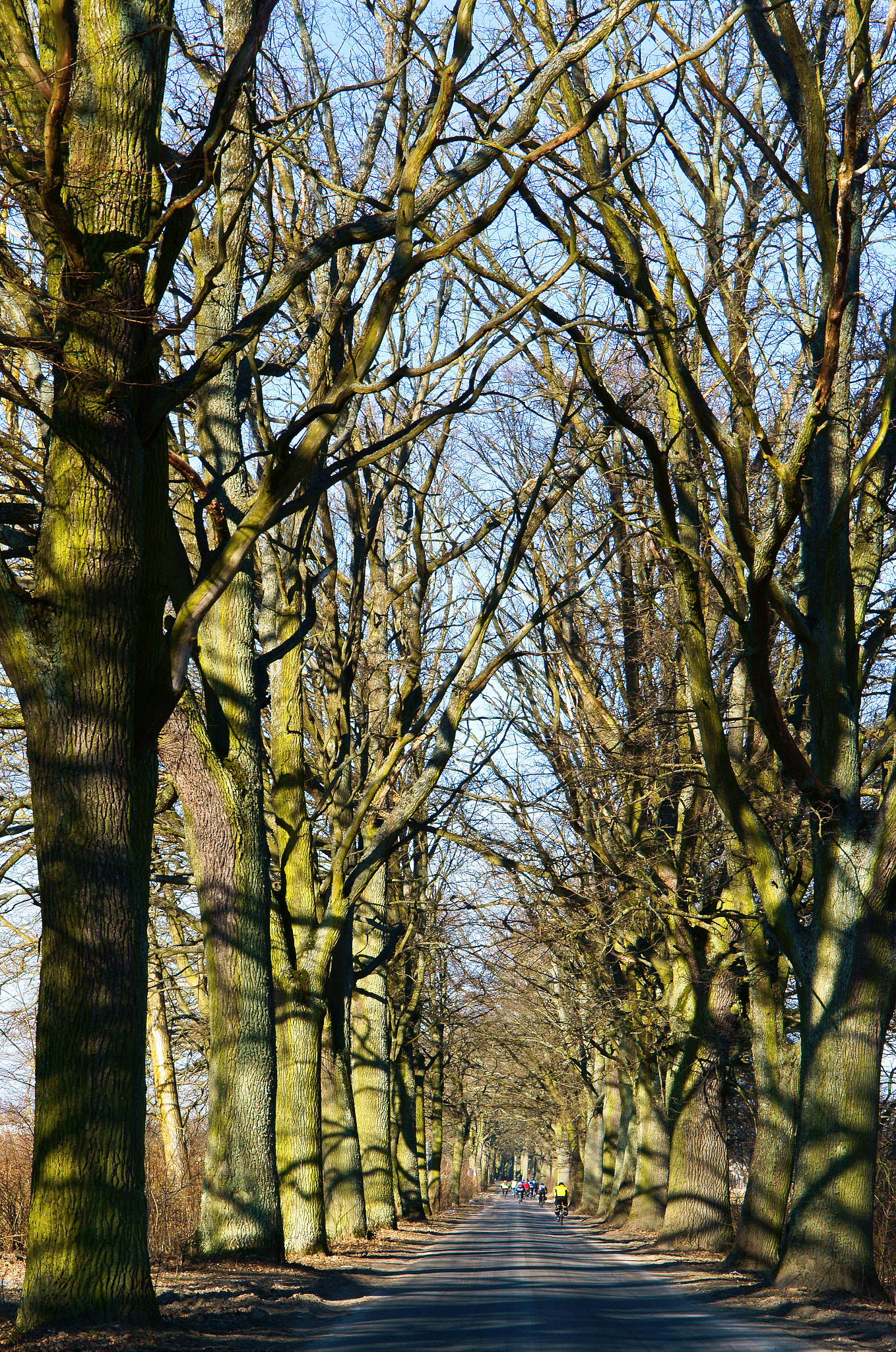 Sony Alpha NEX-3N + E 50mm F1.8 OSS sample photo. Road, trees, road, alley, without leaves, bike tour photography