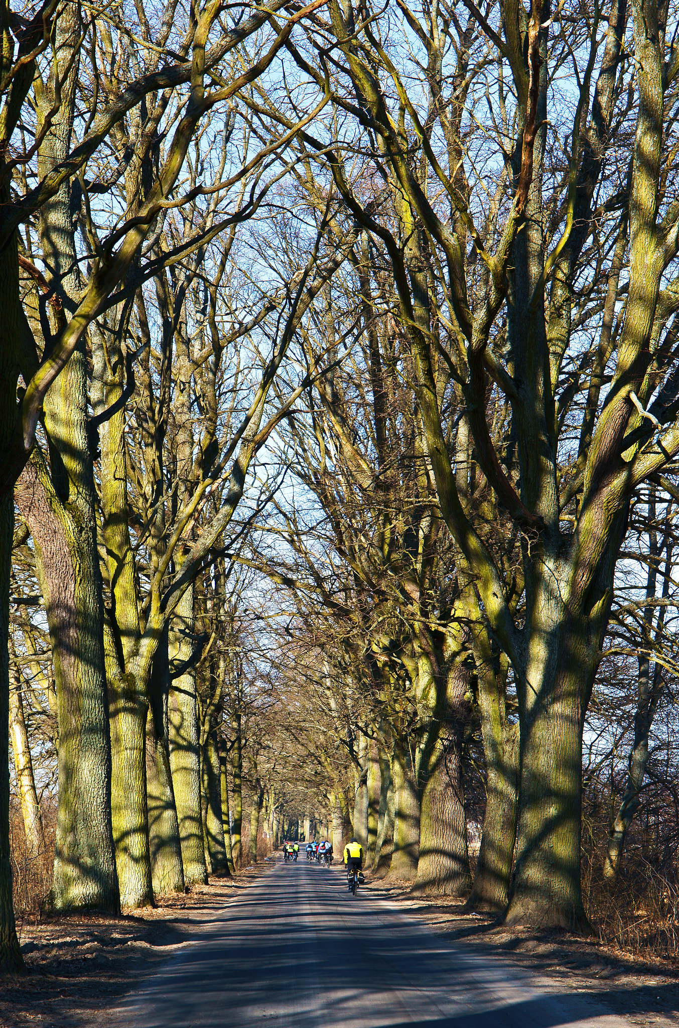 Sony Alpha NEX-3N sample photo. Road, trees, road, alley, without leaves, bike tour photography