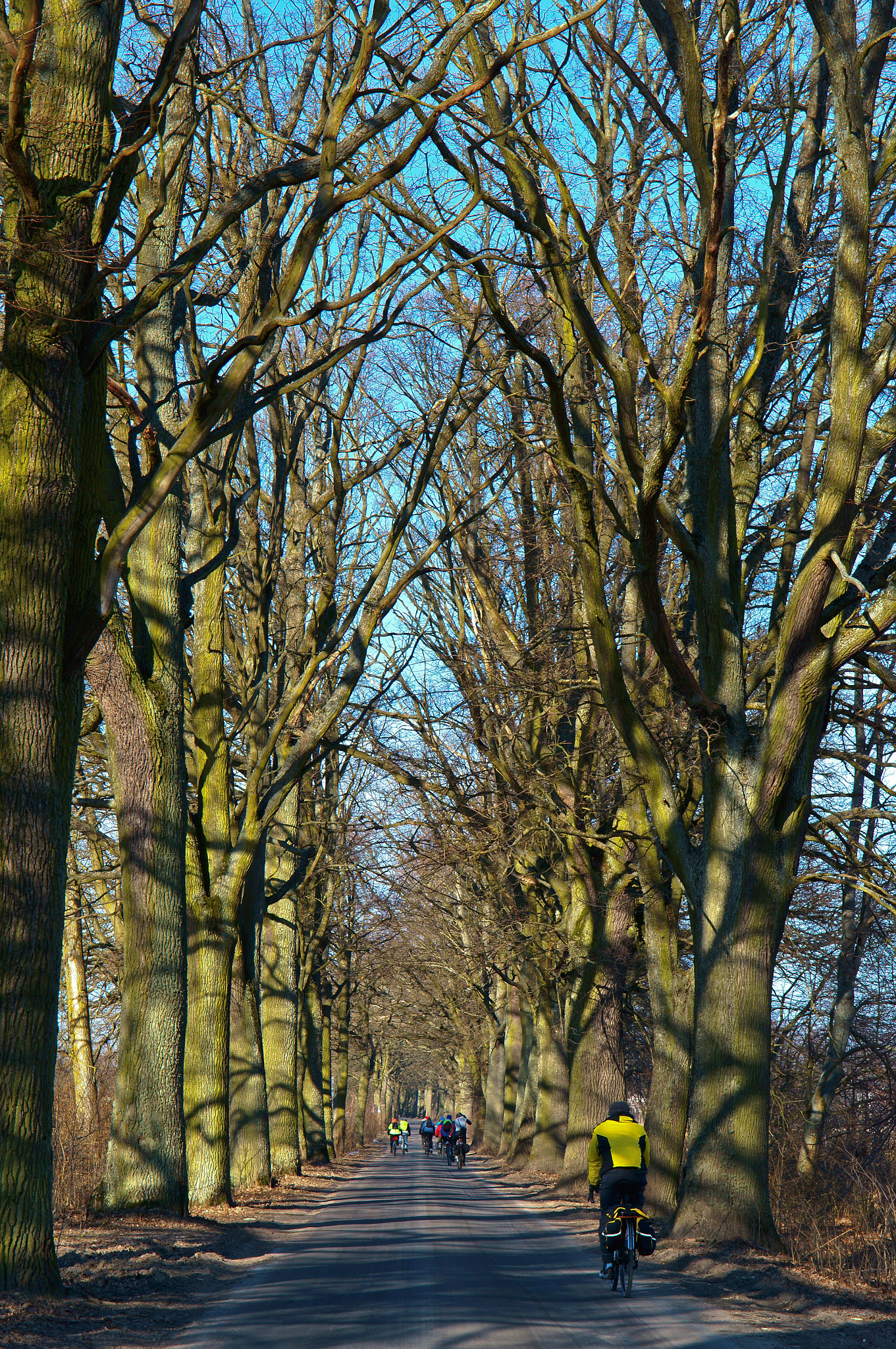 Sony Alpha NEX-3N sample photo. Road, trees, road, alley, without leaves, bike tour photography