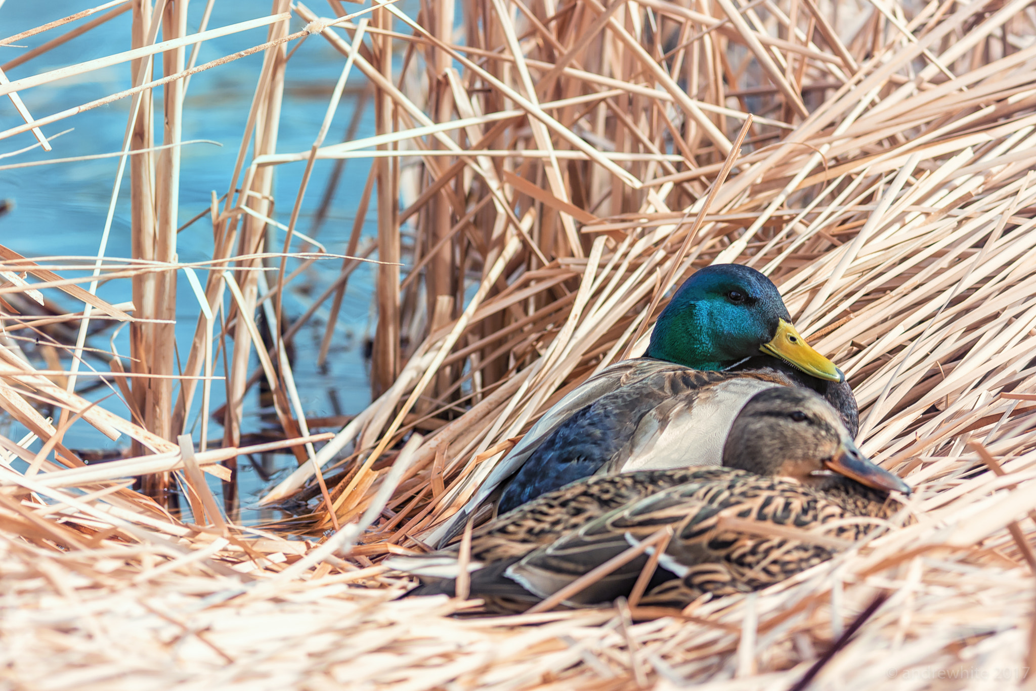 Nikon AF-S Nikkor 300mm F2.8G ED VR II sample photo. Mallard couple photography