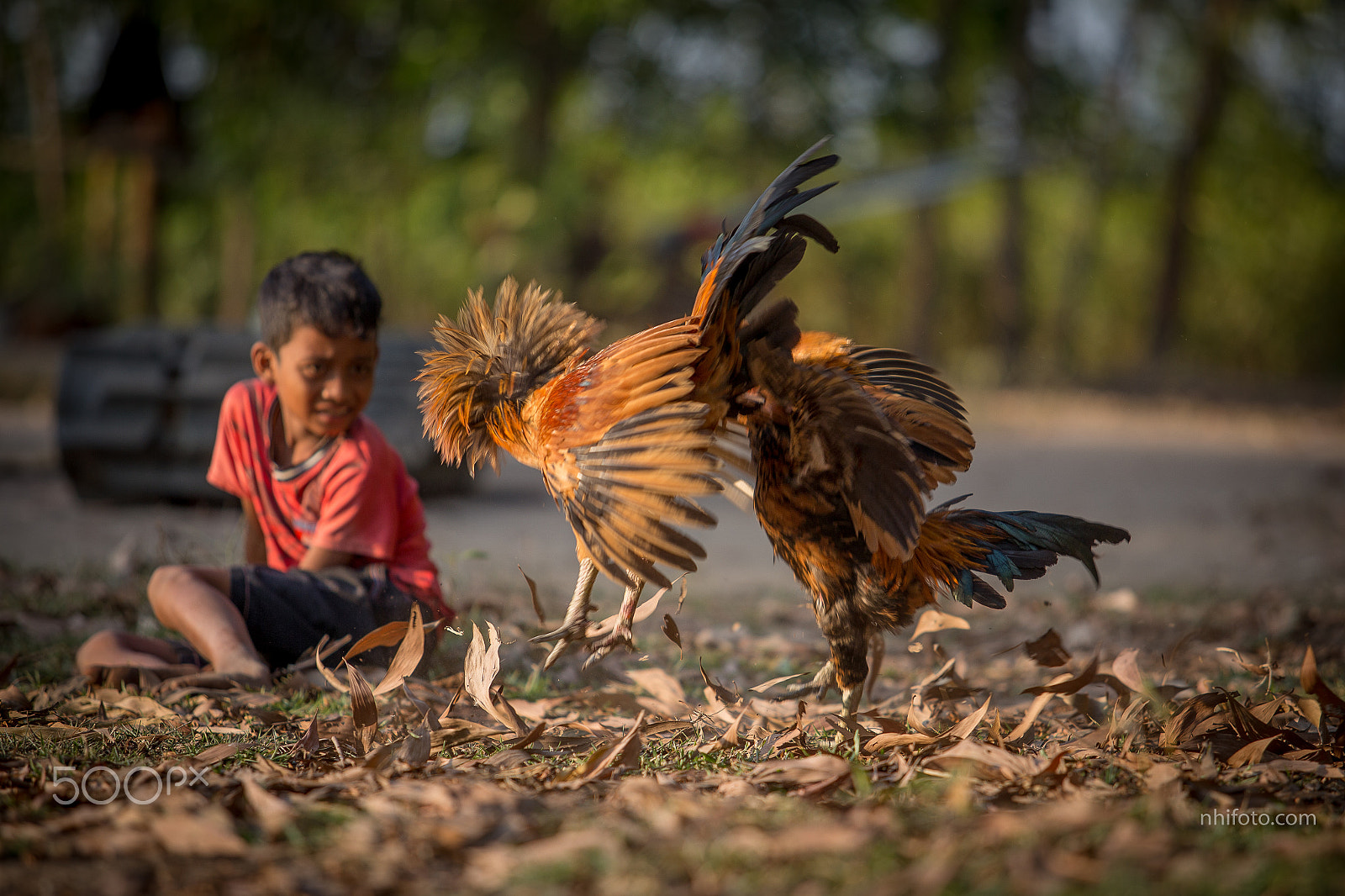 Canon EF 70-200mm F2.8L USM sample photo. Chicken fighting photography
