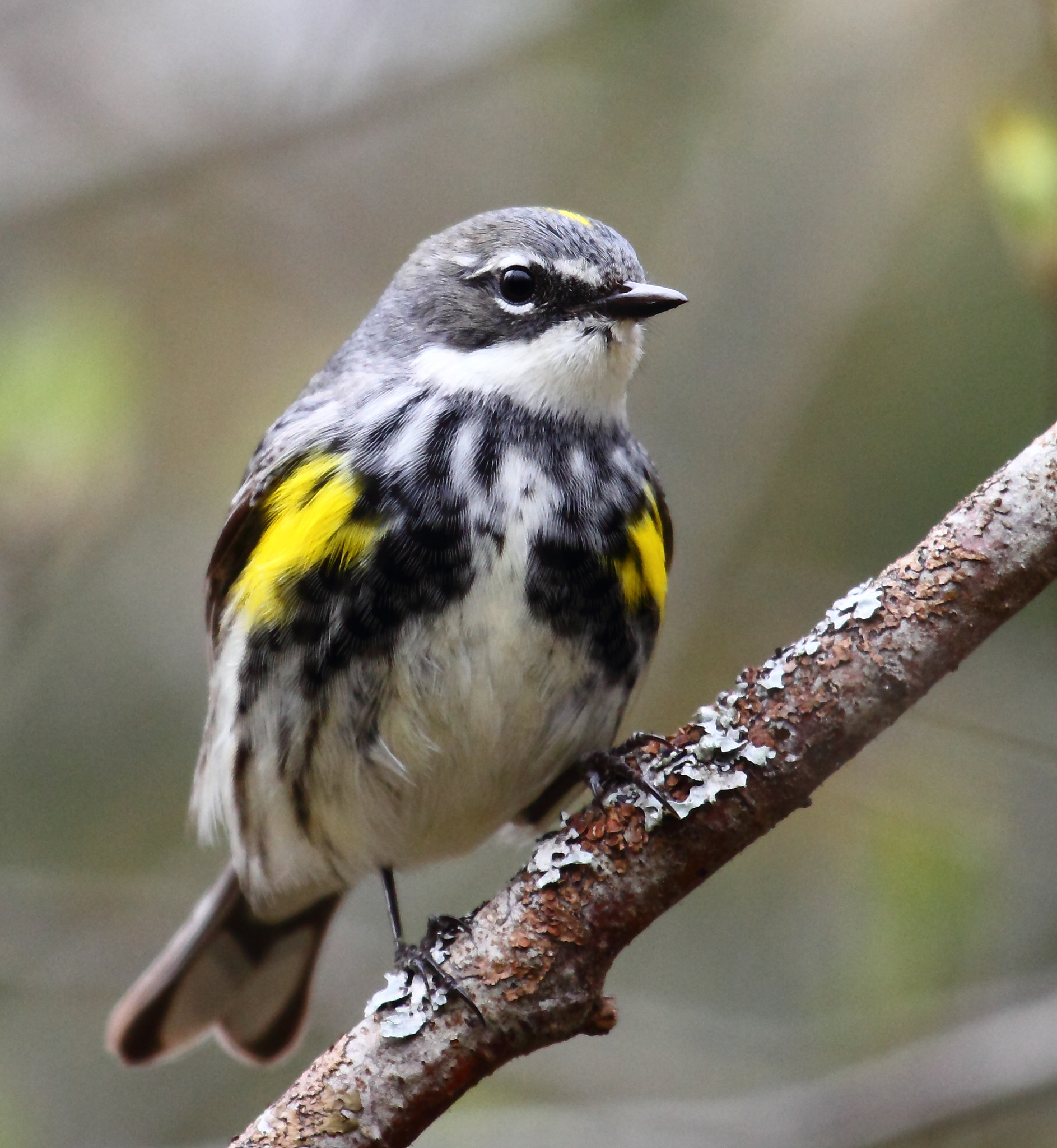 Canon EF 100-400mm F4.5-5.6L IS USM sample photo. Yellow-rumped warbler photography