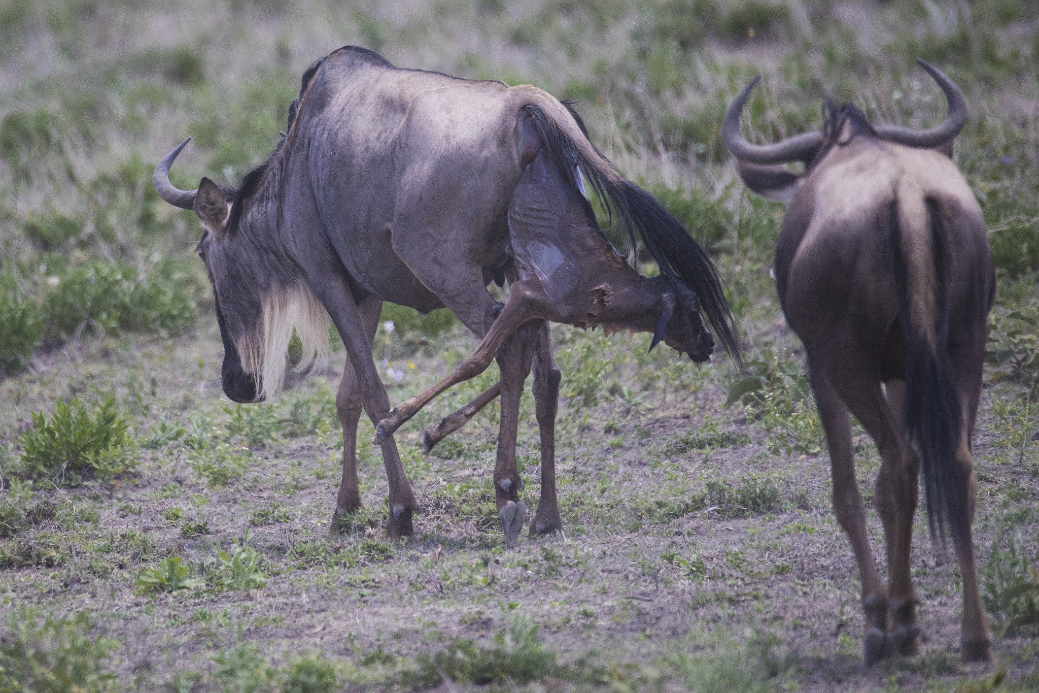 150-600mm F5-6.3 DG OS HSM | Sports 014 sample photo. Ta photography
