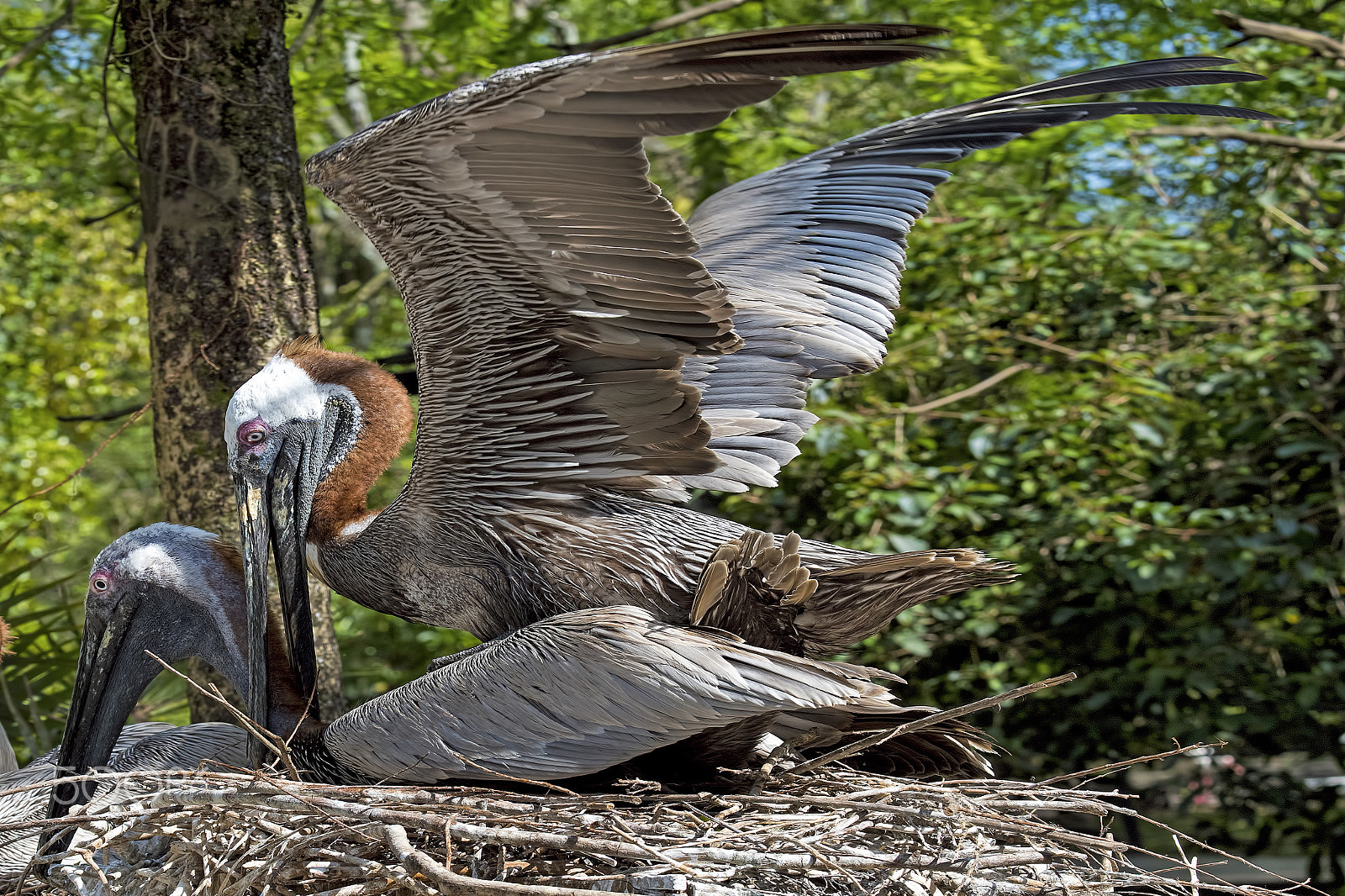 Nikon D810 sample photo. Mating photography