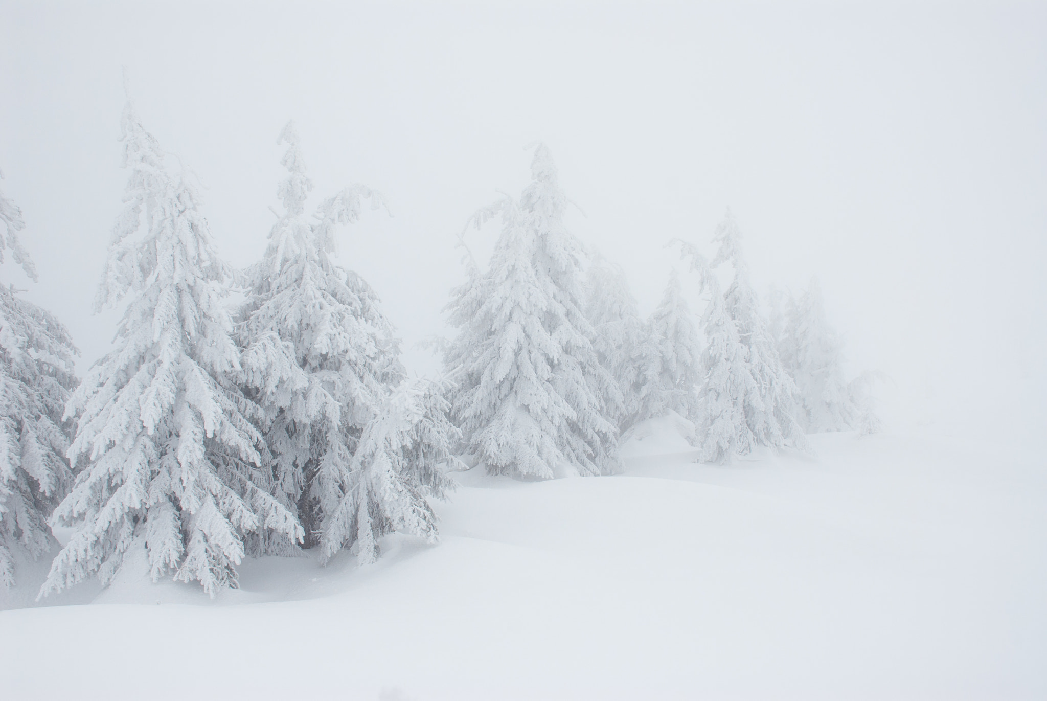 Nikon D200 sample photo. Minimal trees in the mist photography