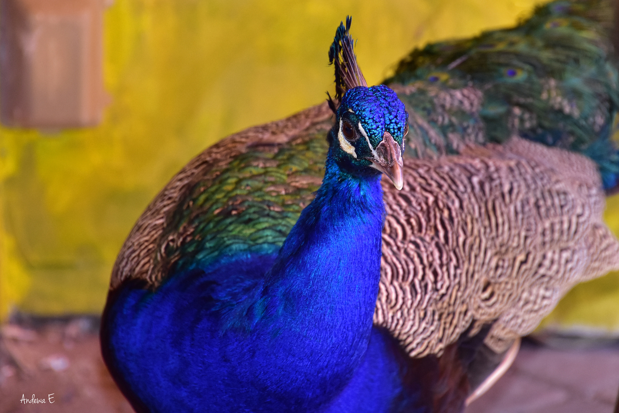 Nikon D7200 sample photo. Peacock photography