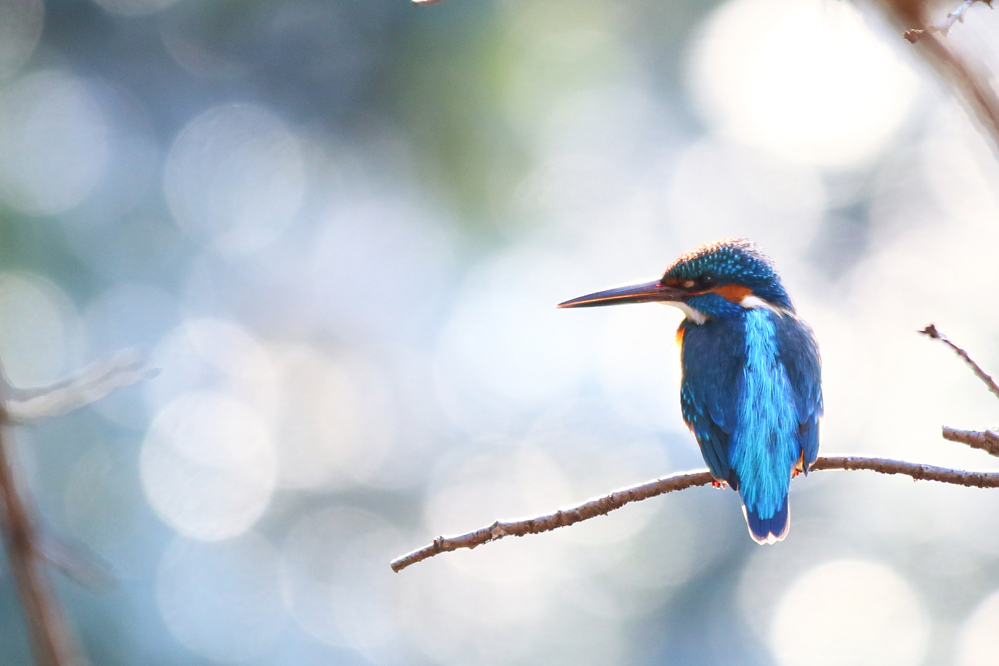 Canon EOS 6D + Canon EF 70-200mm F2.8L IS II USM sample photo. Kingfisher photography