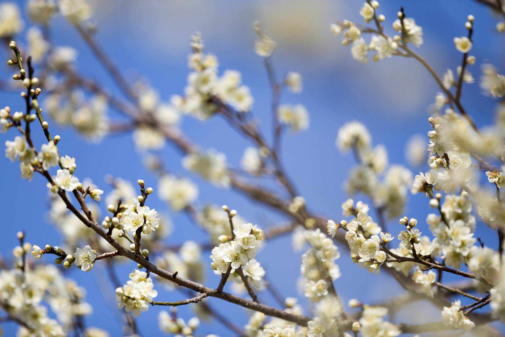 Canon EOS 6D + Canon EF 300mm F2.8L IS II USM sample photo. 梅 photography