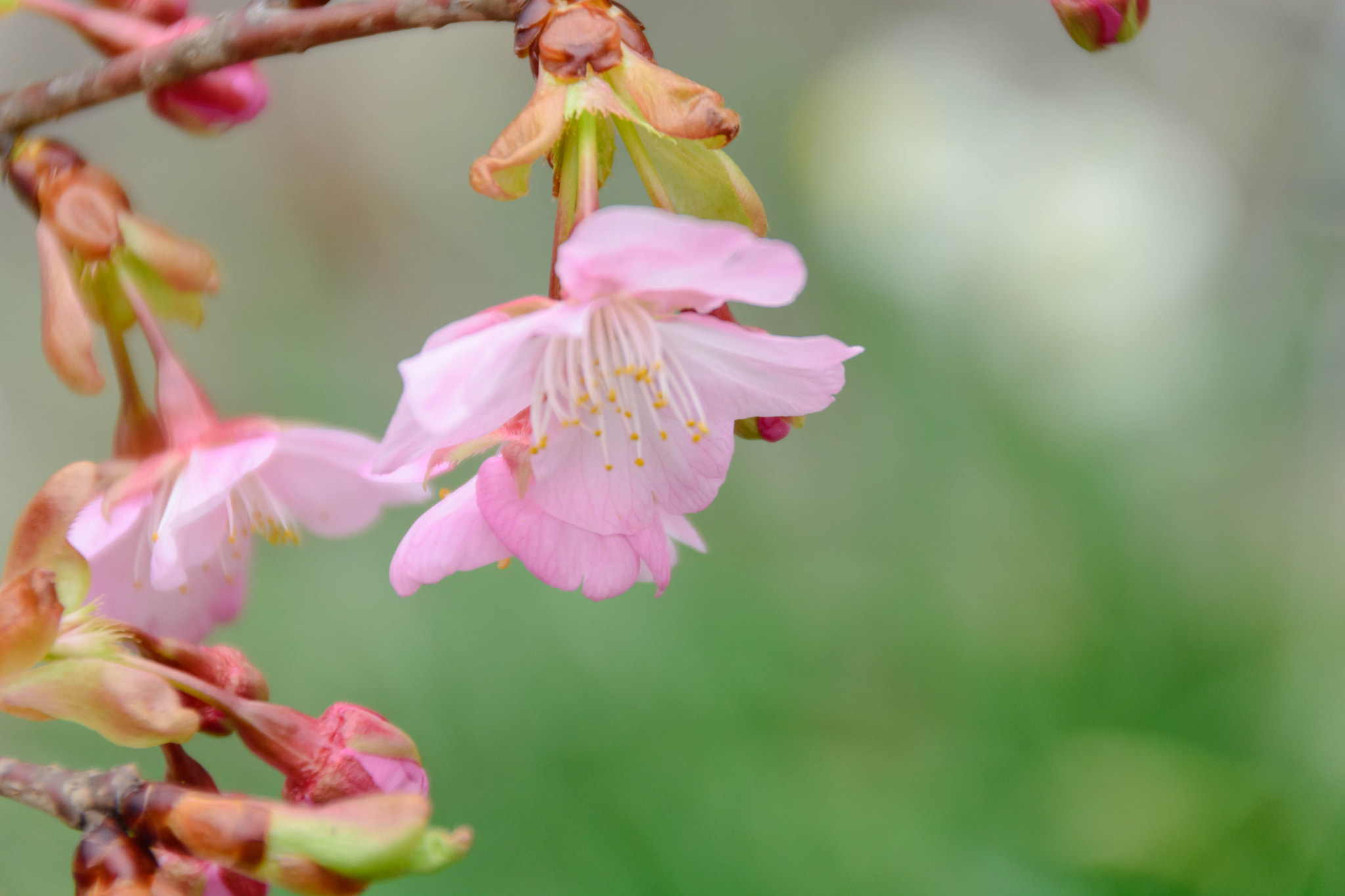 Nikon D5200 + Sigma 18-200mm F3.5-6.3 II DC OS HSM sample photo. 河津桜 photography