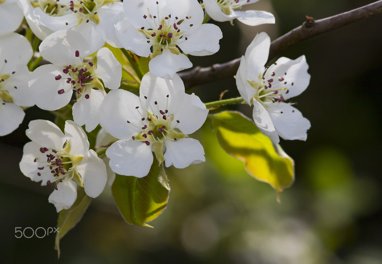 Canon EF 300mm F4L IS USM sample photo. Flowers photography