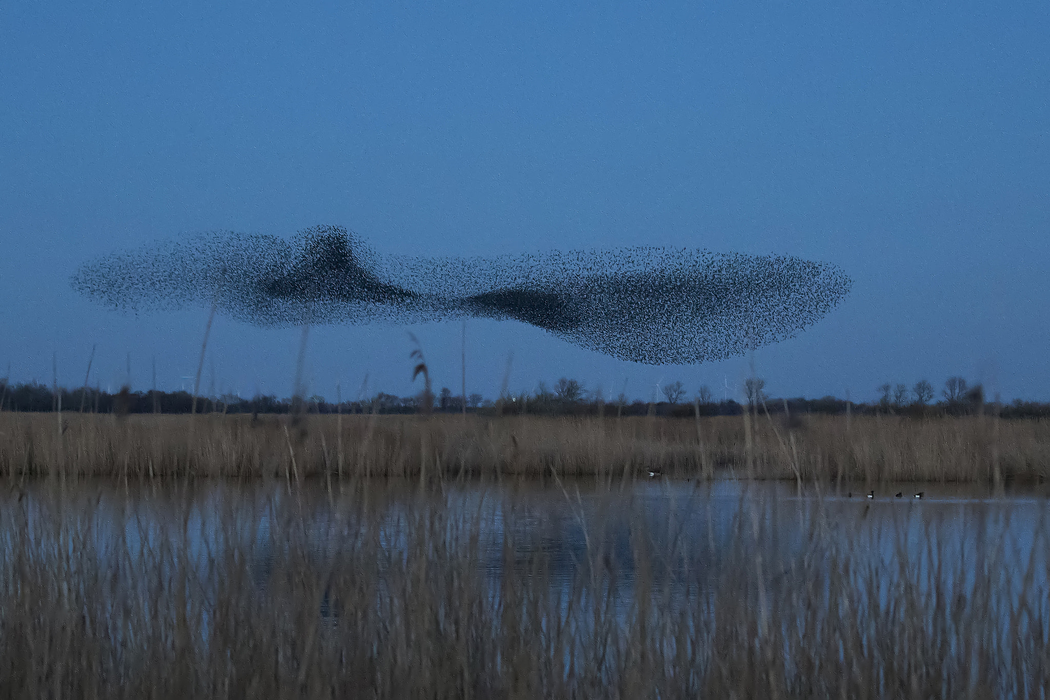 Canon EOS 7D Mark II sample photo. When starlings dance photography