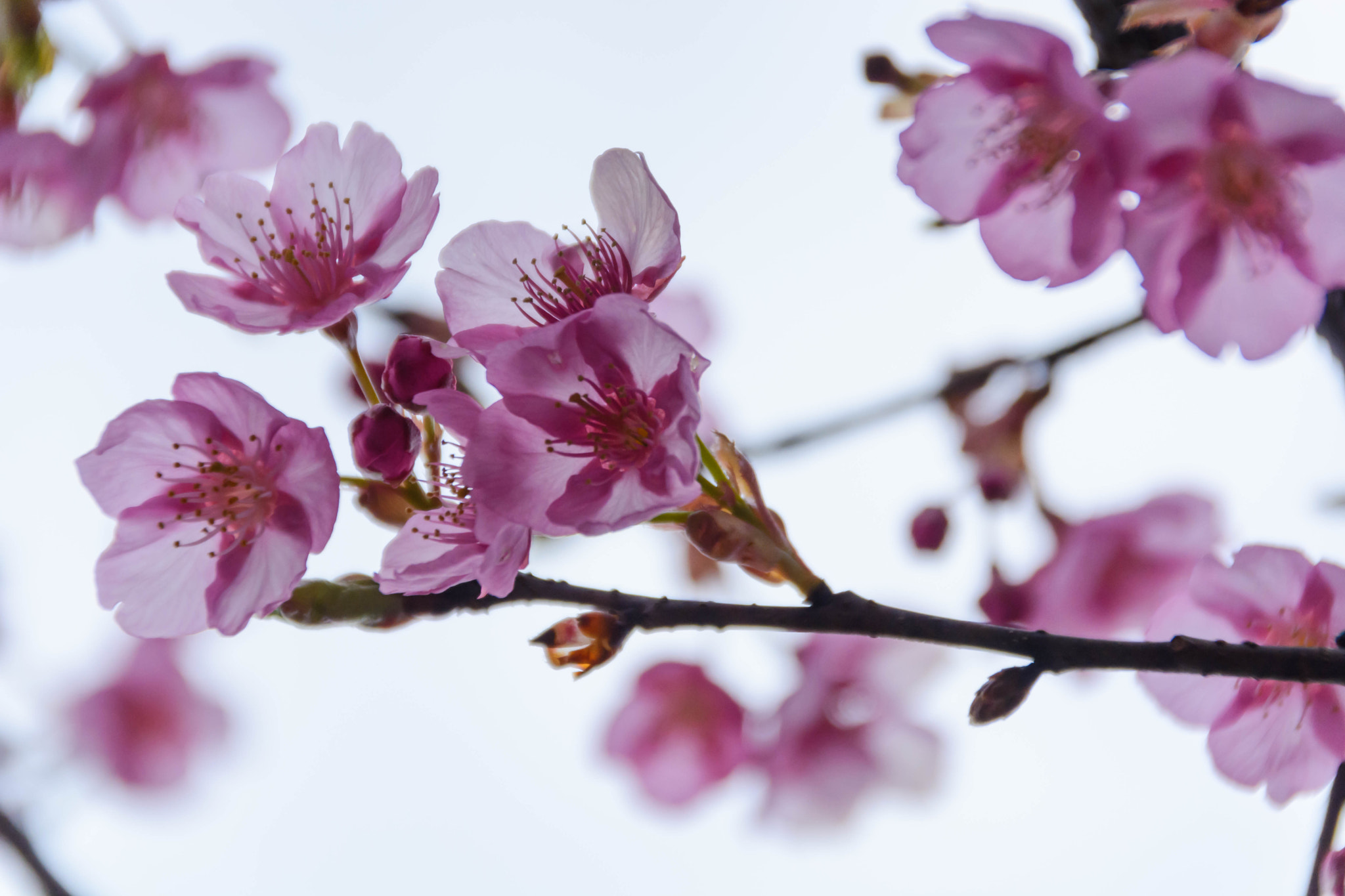 Nikon D5200 sample photo. 透ける桜 photography