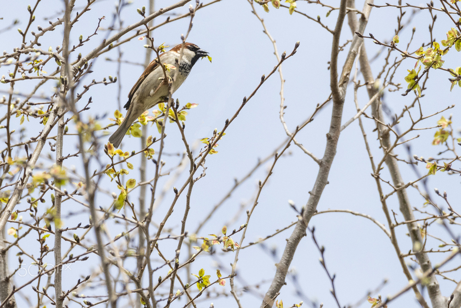 Nikon D810 sample photo. Sparrow/passero/bоробей photography