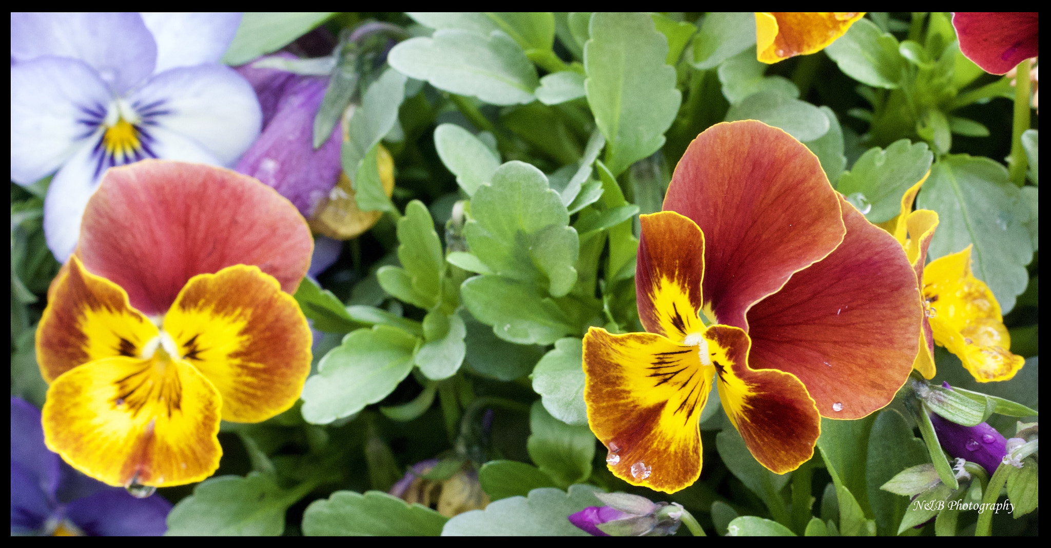 Canon EOS 80D + Canon EF 50mm F1.8 II sample photo