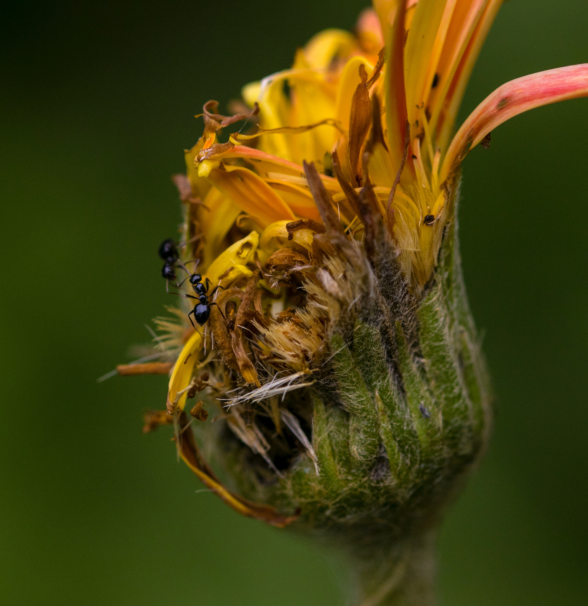 Sigma 105mm F2.8 EX DG OS HSM sample photo. Ants on yellow flower photography
