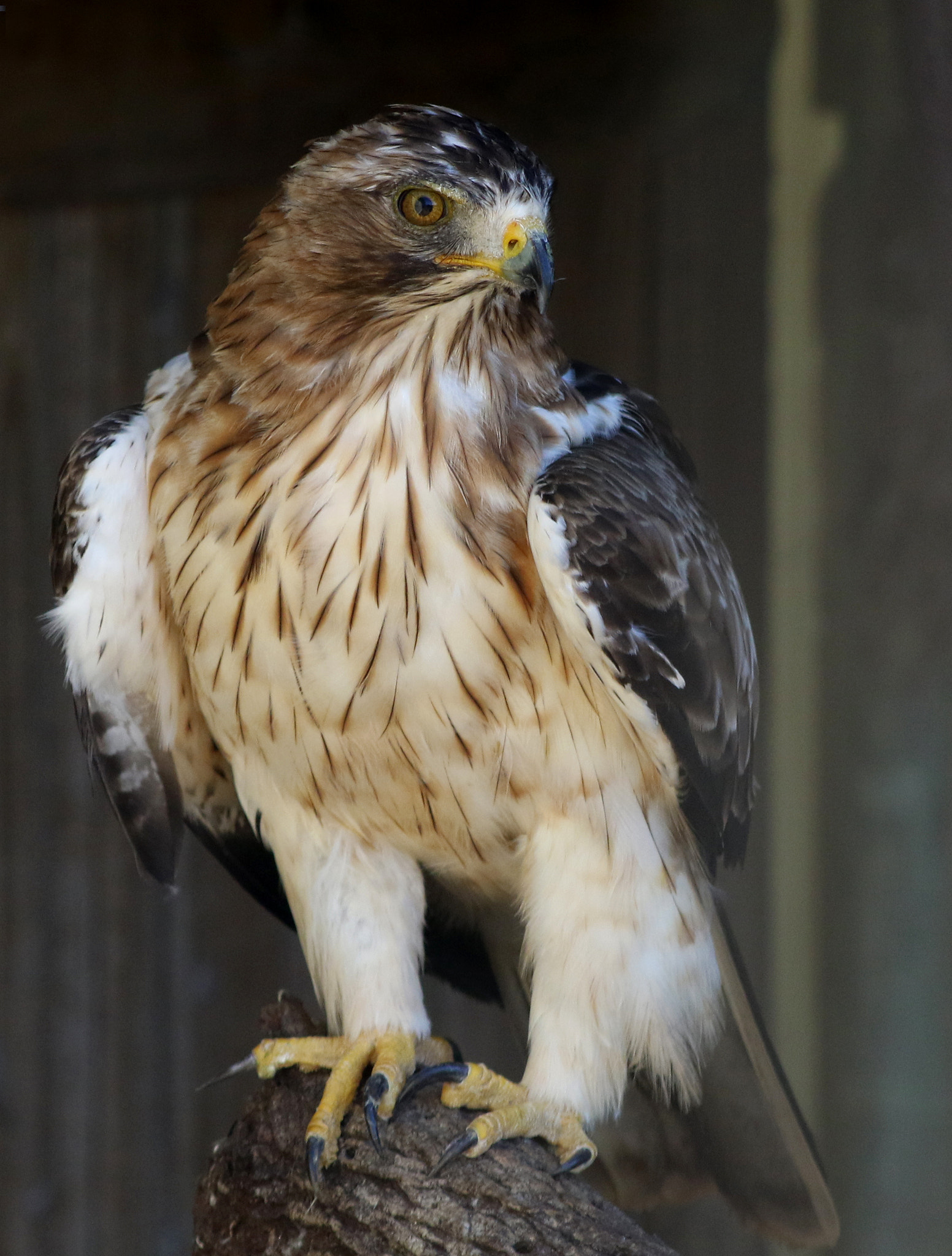 EF75-300mm f/4-5.6 sample photo. Beautiful photography