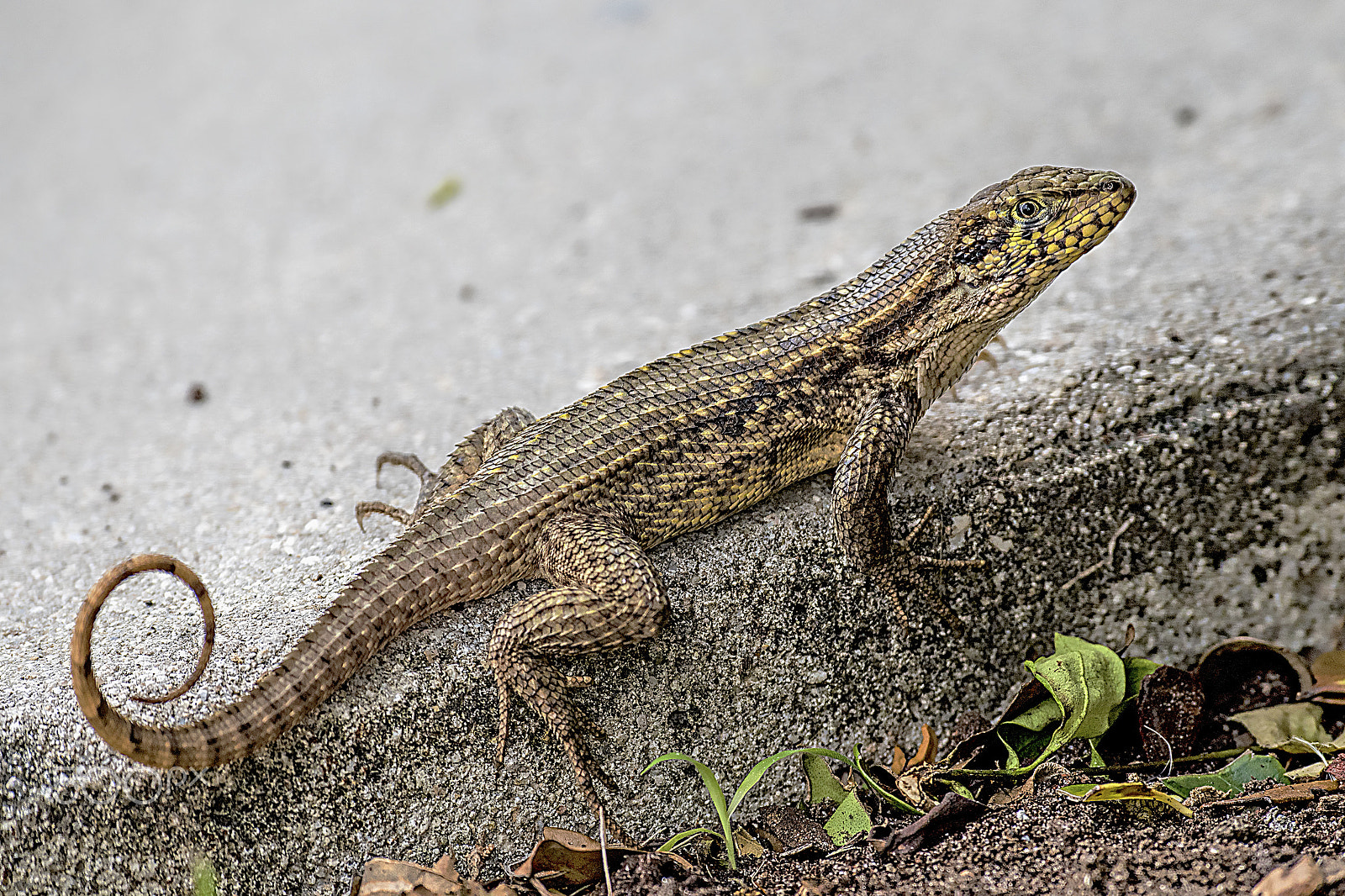 Nikon D810 sample photo. Lizard photography
