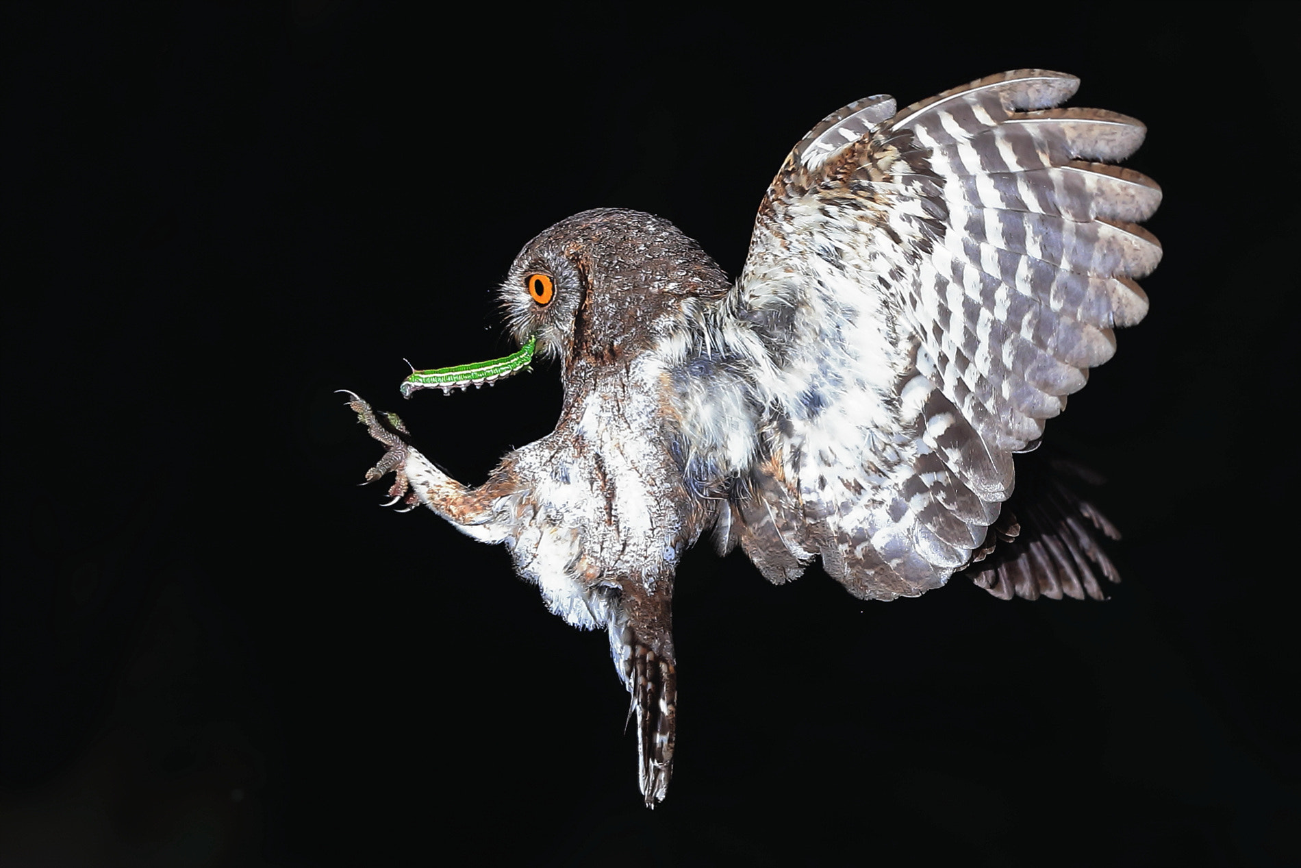 Canon EF 400mm F2.8L IS II USM sample photo. Night owl photography