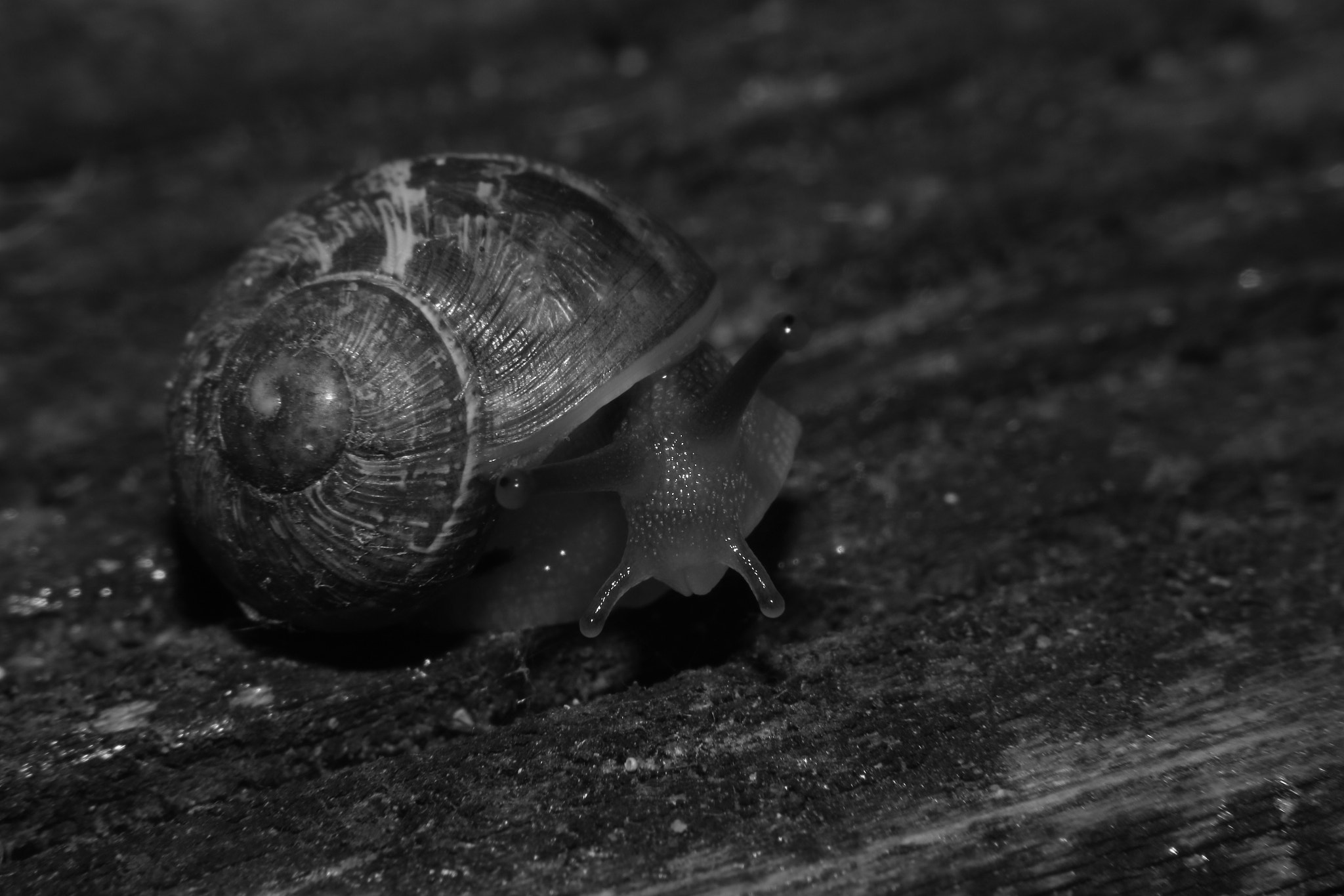 Canon 50mm sample photo. Snail photography