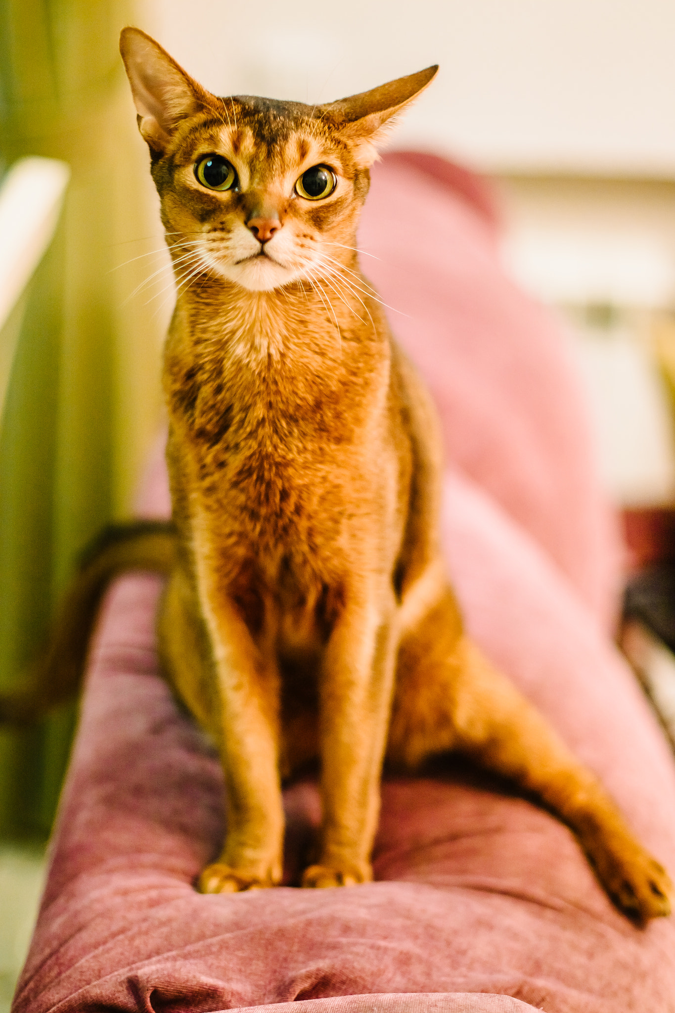 Canon EF 50mm F1.4 USM sample photo. Richard the cat photography