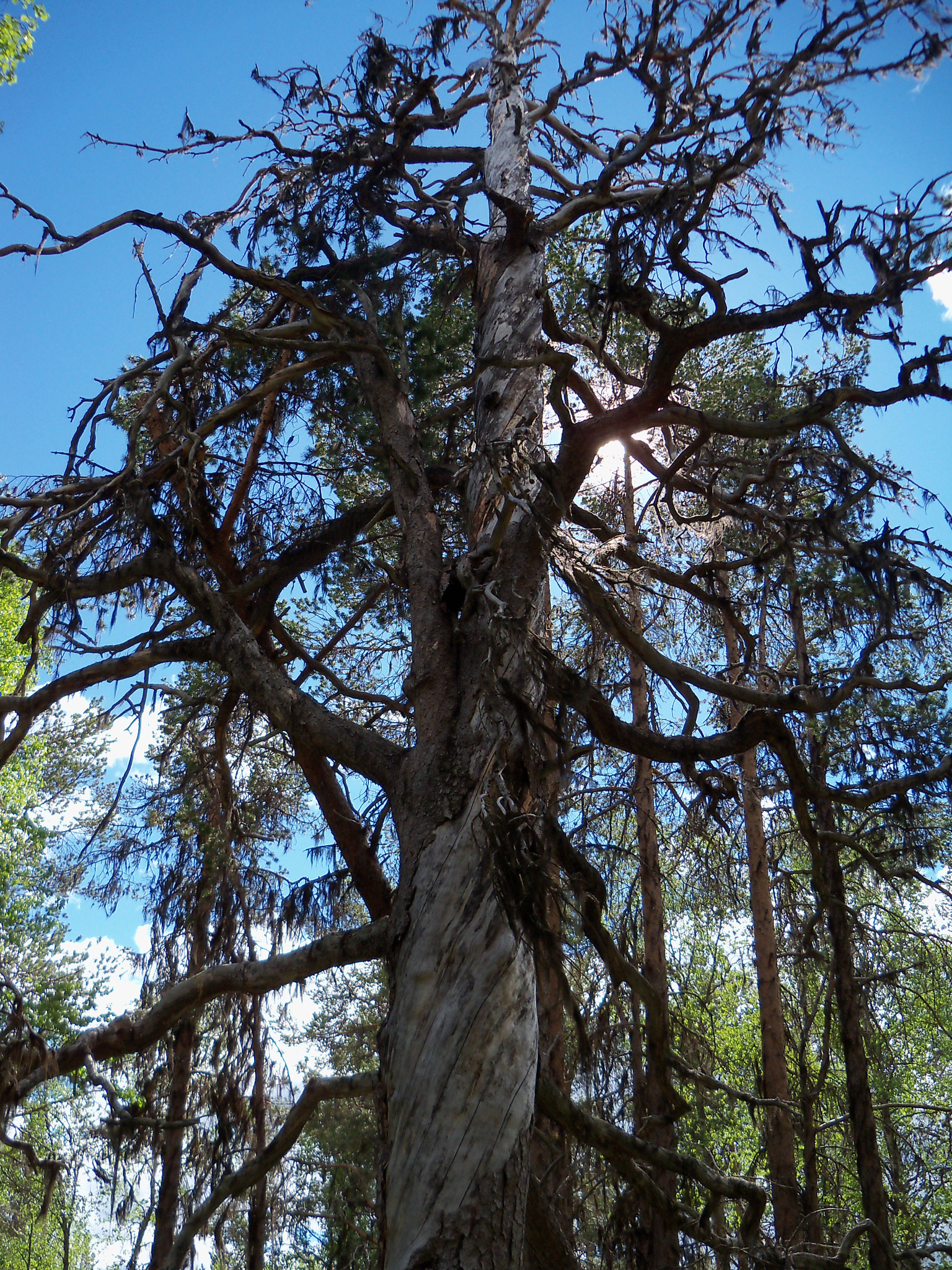 Kodak EasyShare Z915 sample photo. Dead pine tree photography