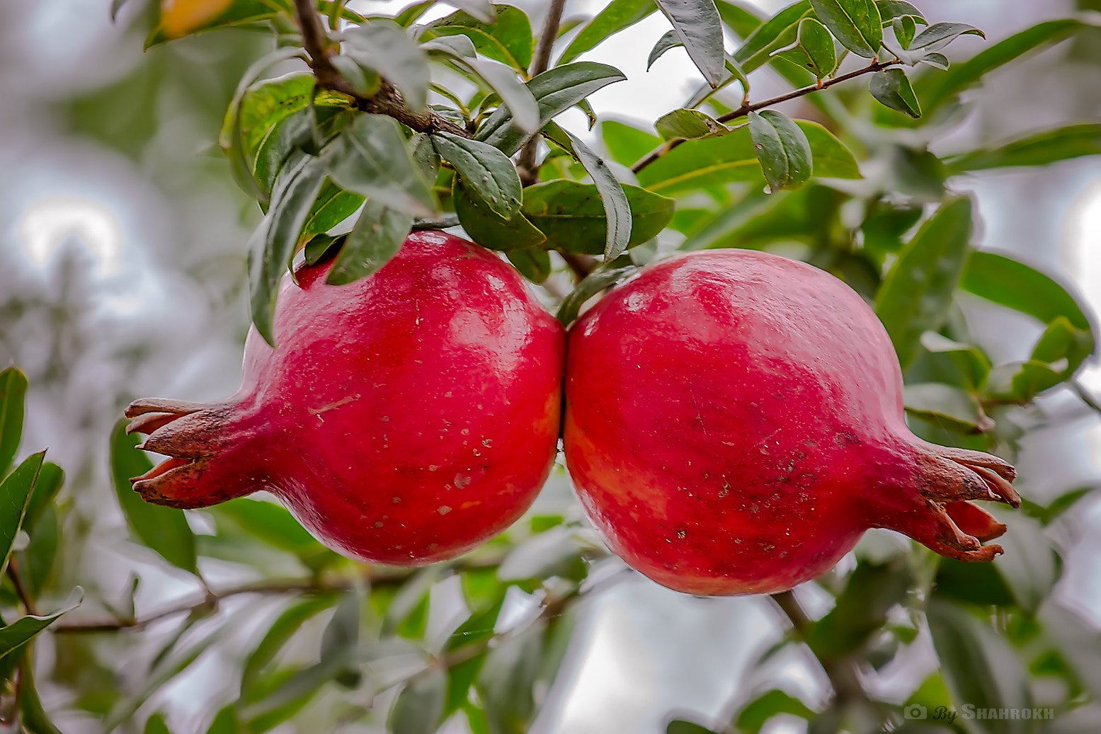 Canon EOS 600D (Rebel EOS T3i / EOS Kiss X5) + Canon EF 70-200mm F4L IS USM sample photo. Twin pomegranate photography