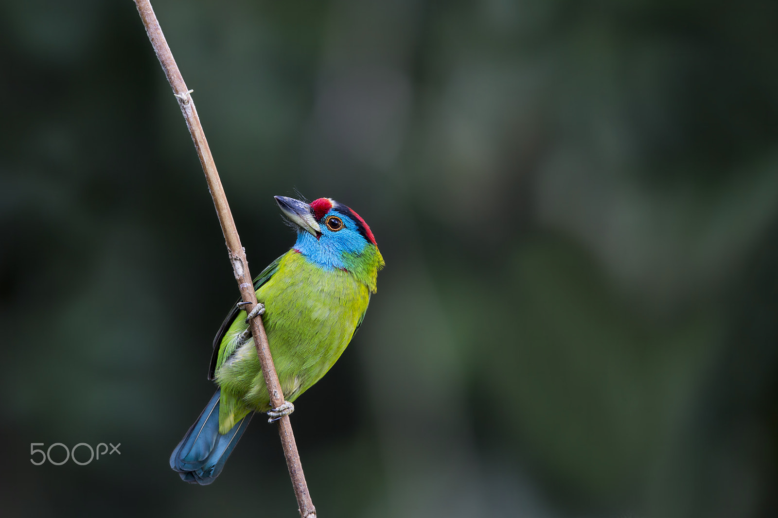 Nikon AF-S Nikkor 600mm F4E FL ED VR sample photo. Blue-throated barbet photography