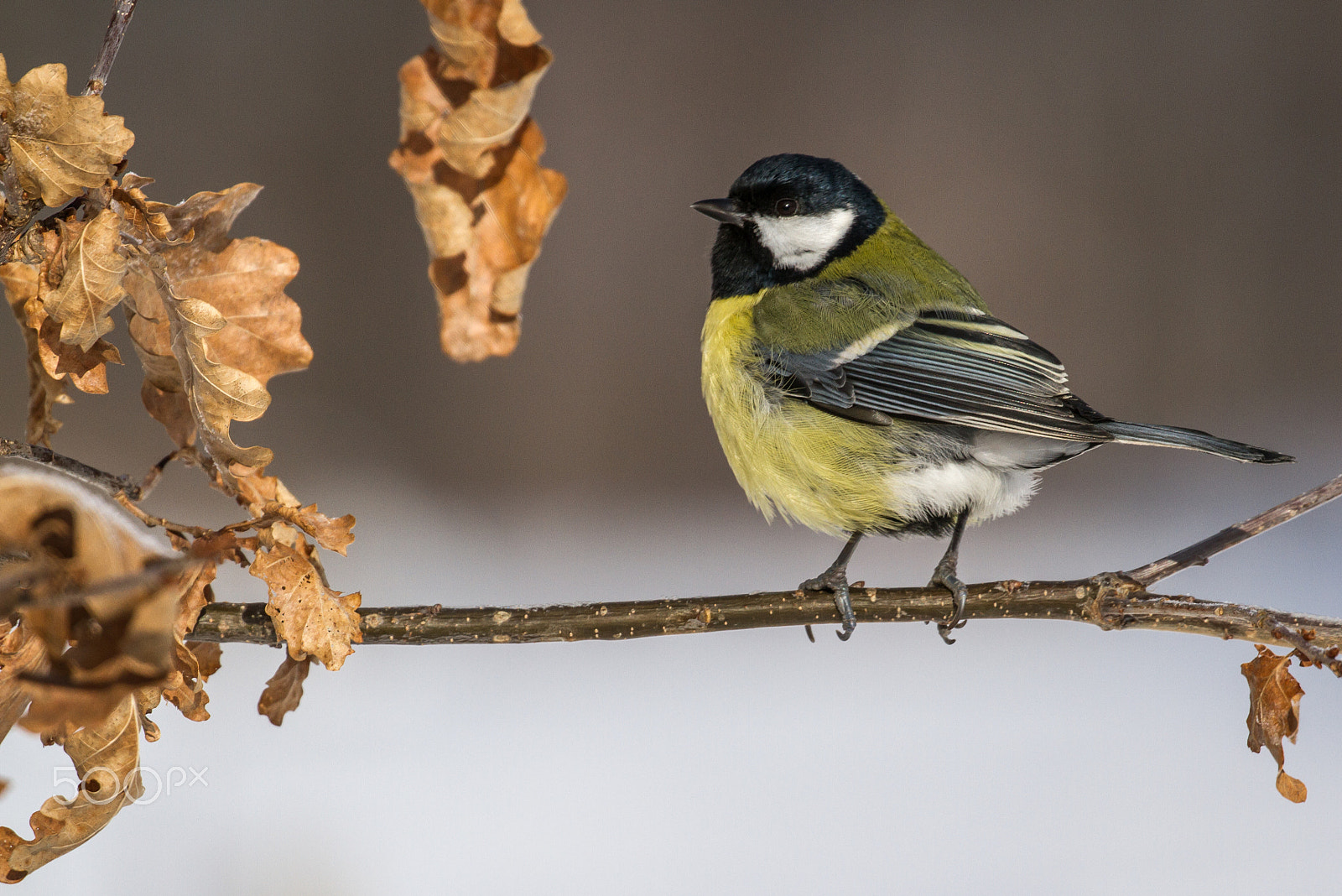 Canon EOS 7D sample photo. Great tit photography