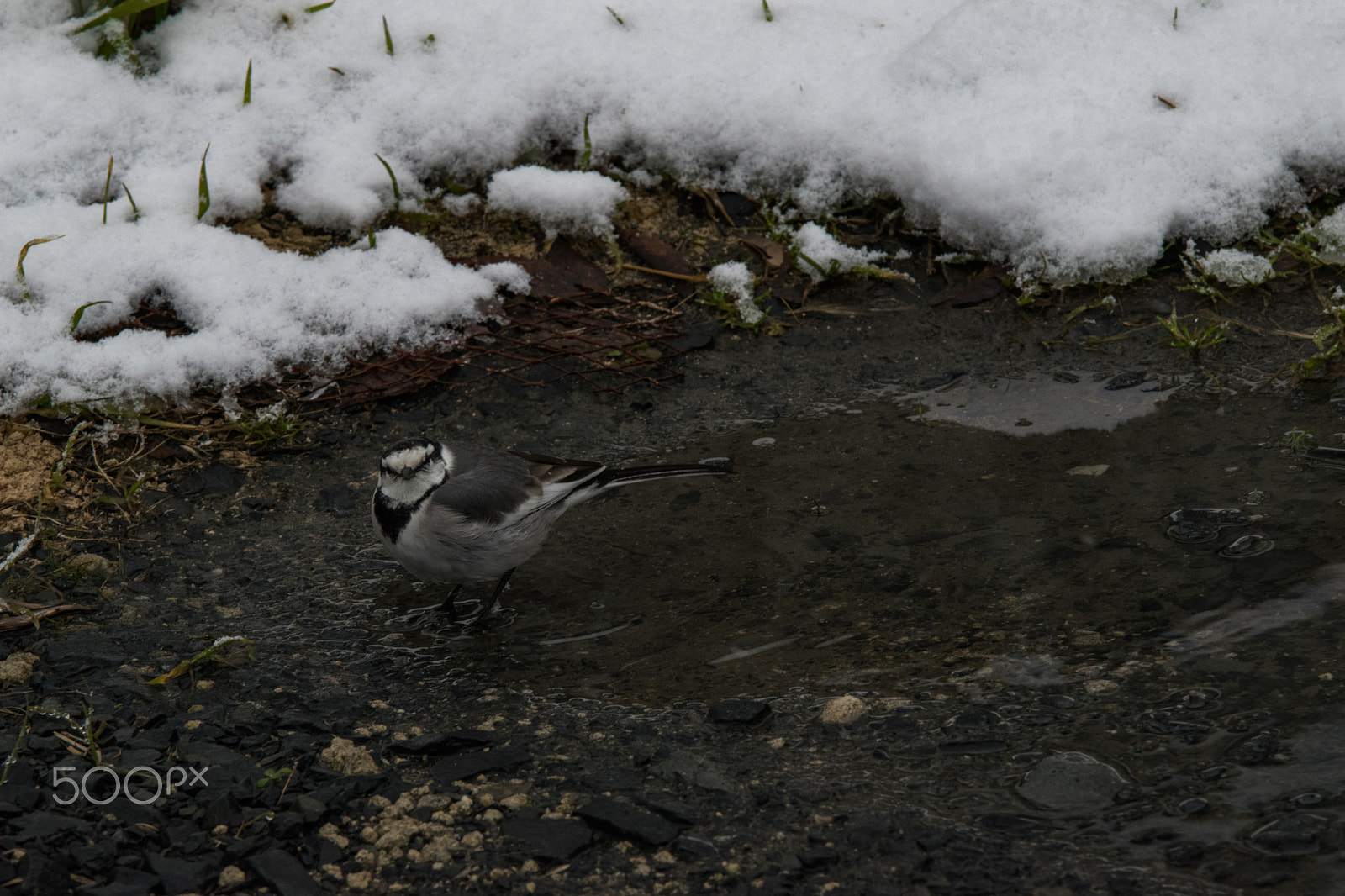 Nikon D5300 sample photo. A small bird around the puddle photography