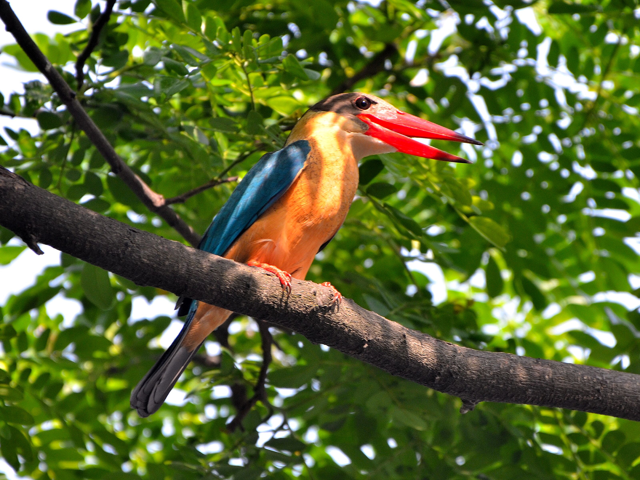 Nikon AF-S Nikkor 200-500mm F5.6E ED VR sample photo. Kingfisher. photography