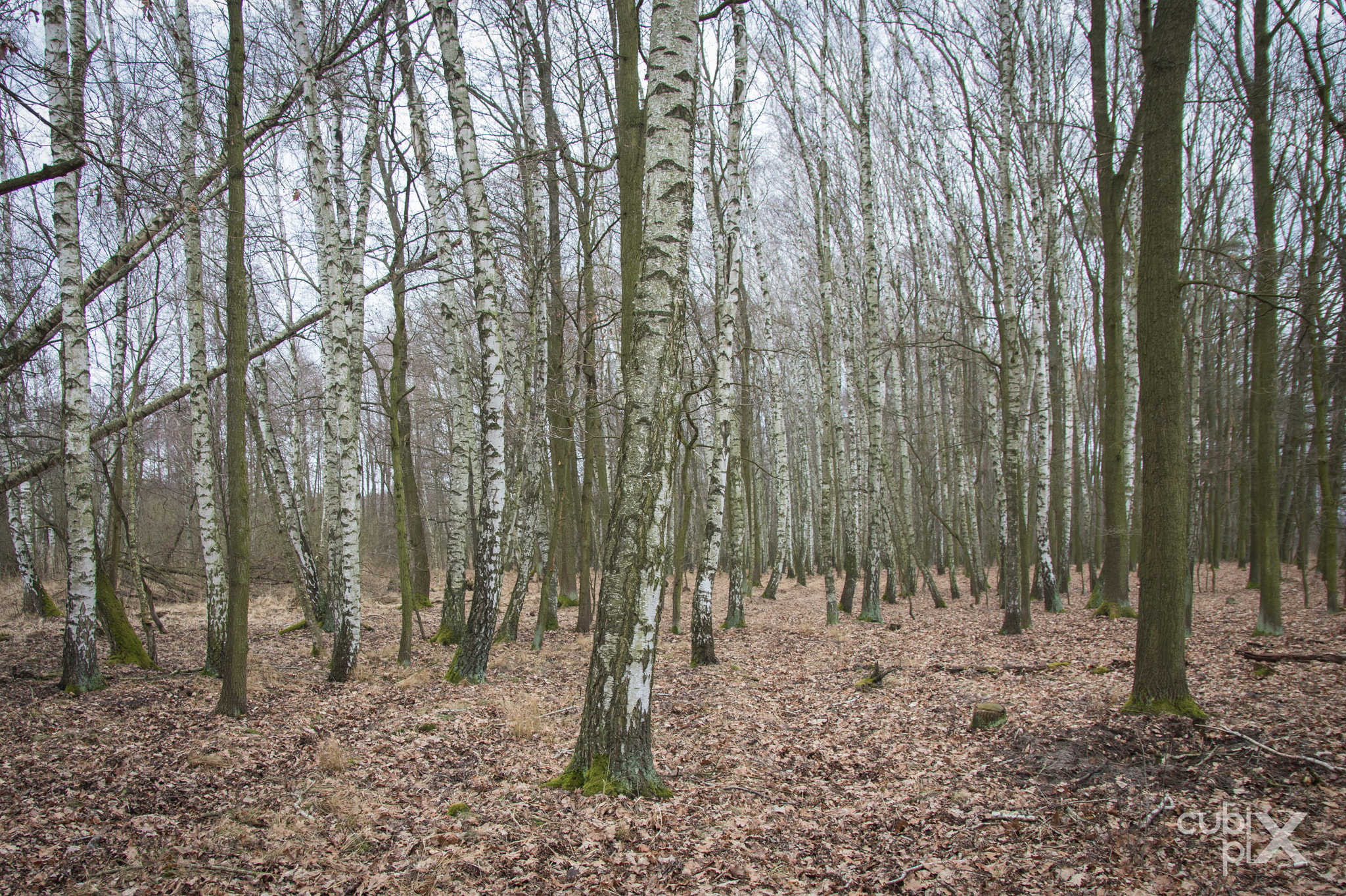 Canon EF-S 17-55mm F2.8 IS USM sample photo. Birch grove photography