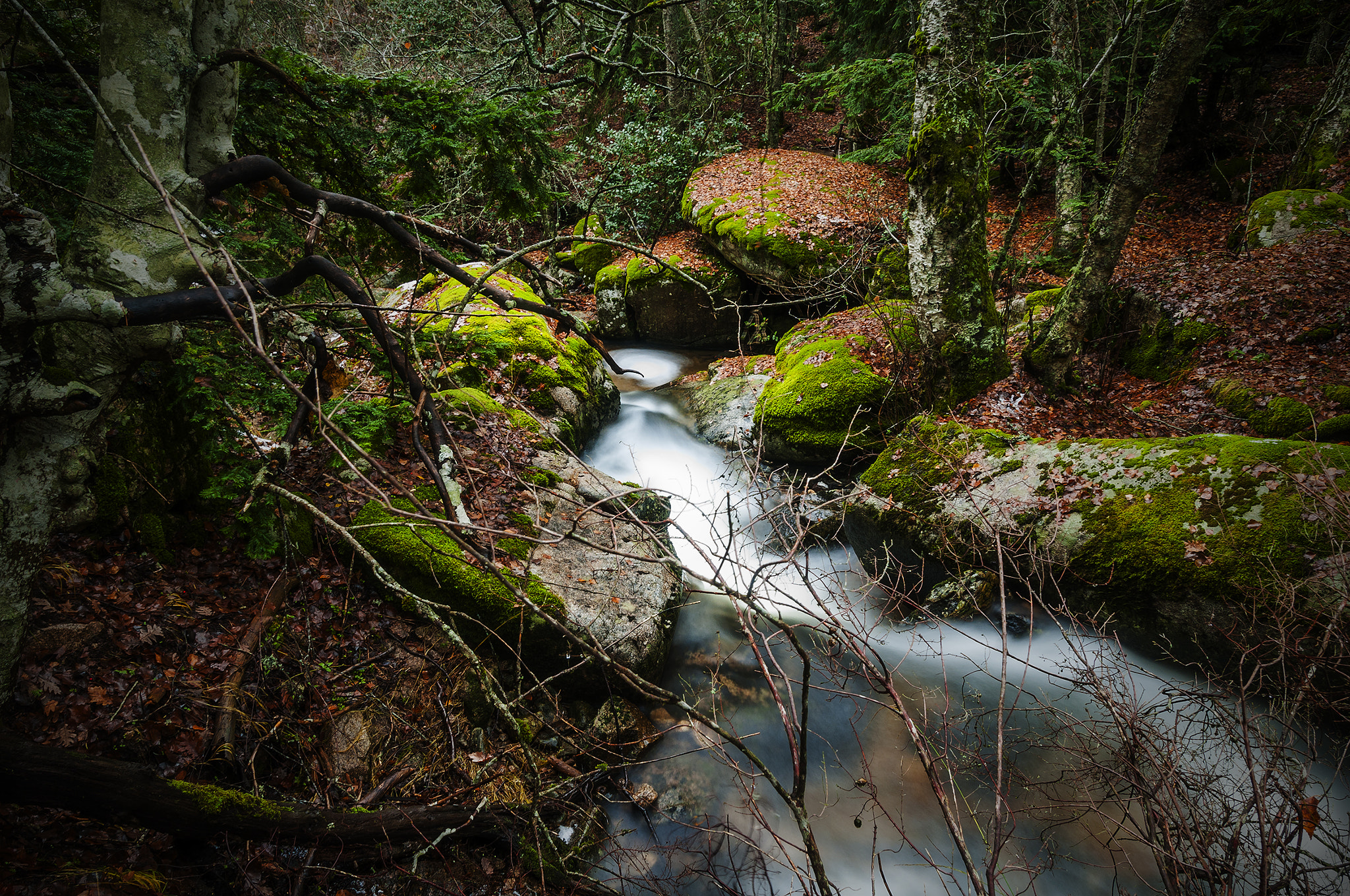 Sigma 17-50mm F2.8 EX DC OS HSM sample photo. Rio88877763 photography