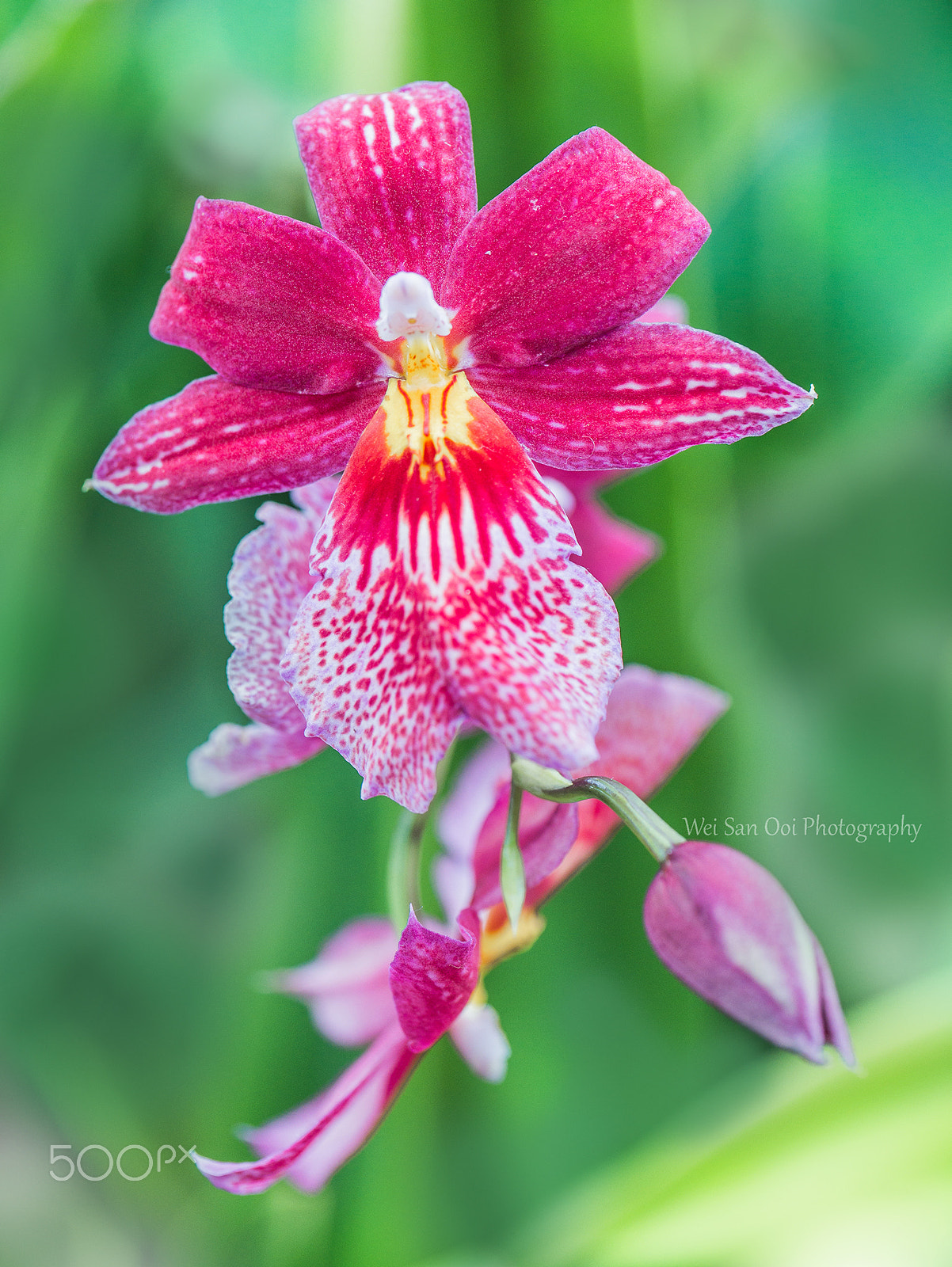 Panasonic Lumix DMC-GX7 sample photo. Orchid 31 photography