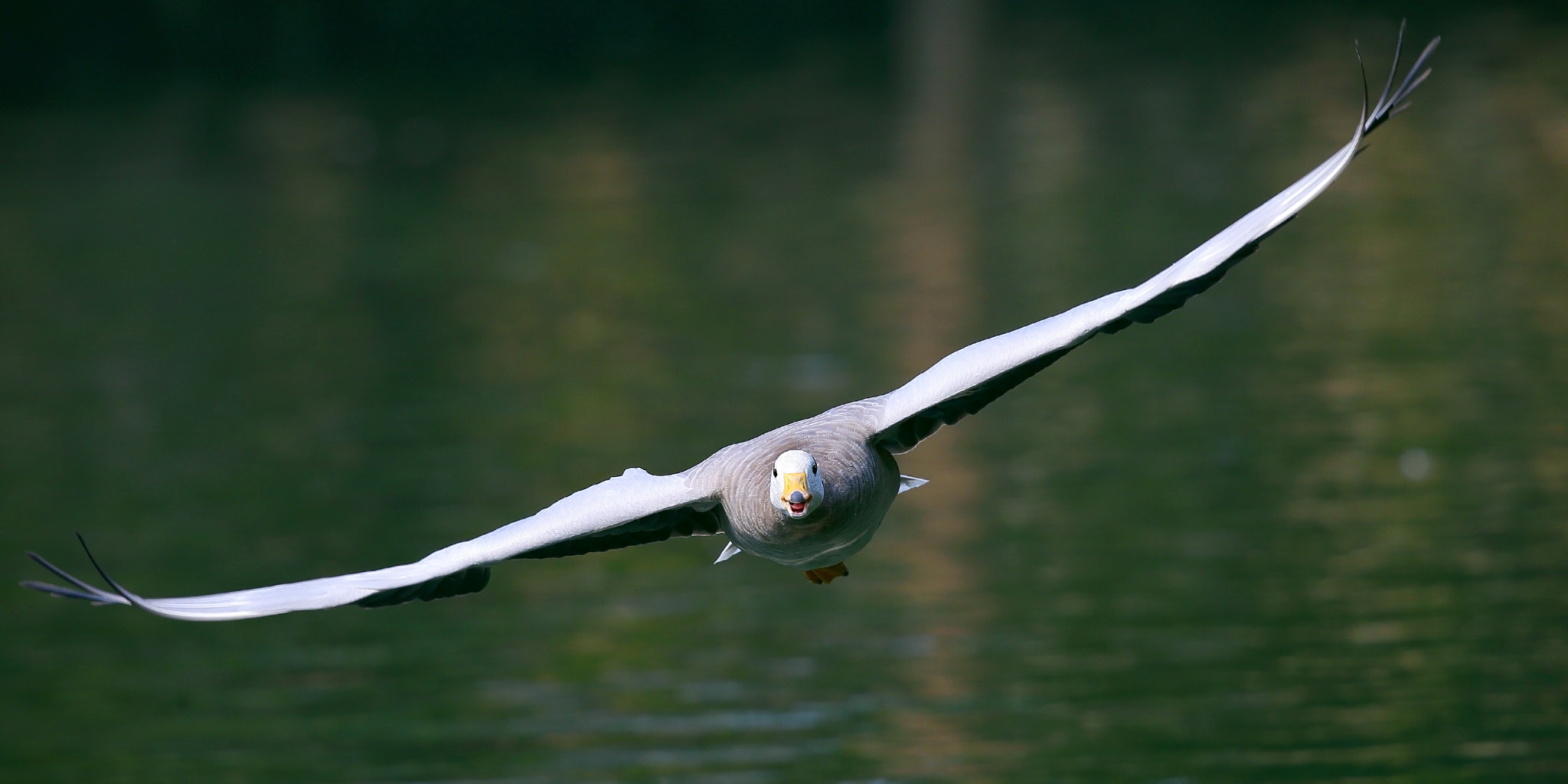 Canon EOS-1D X + Canon EF 300mm F2.8L IS II USM sample photo. Smile photography