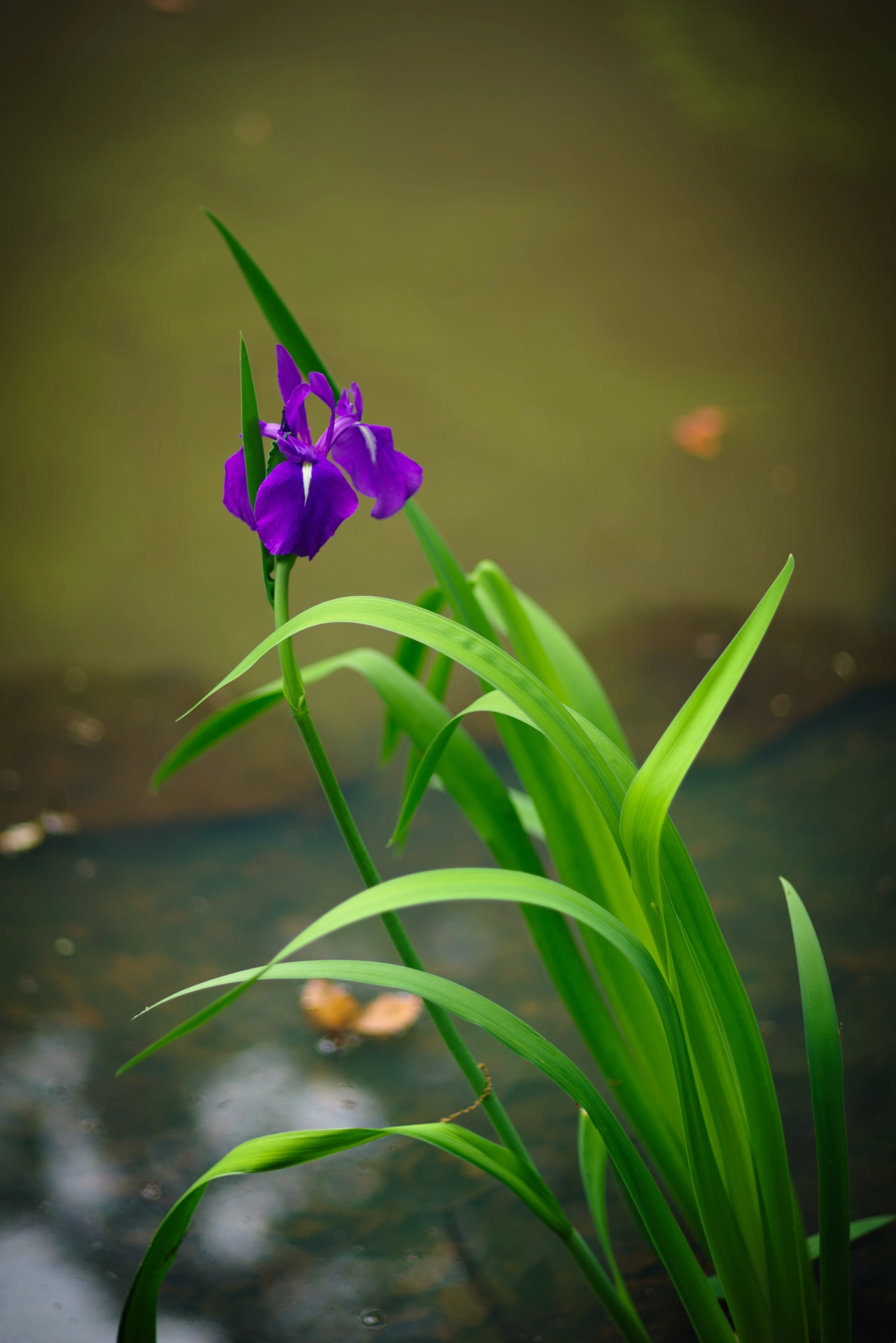 Pentax K-1 sample photo. Japanese iris photography