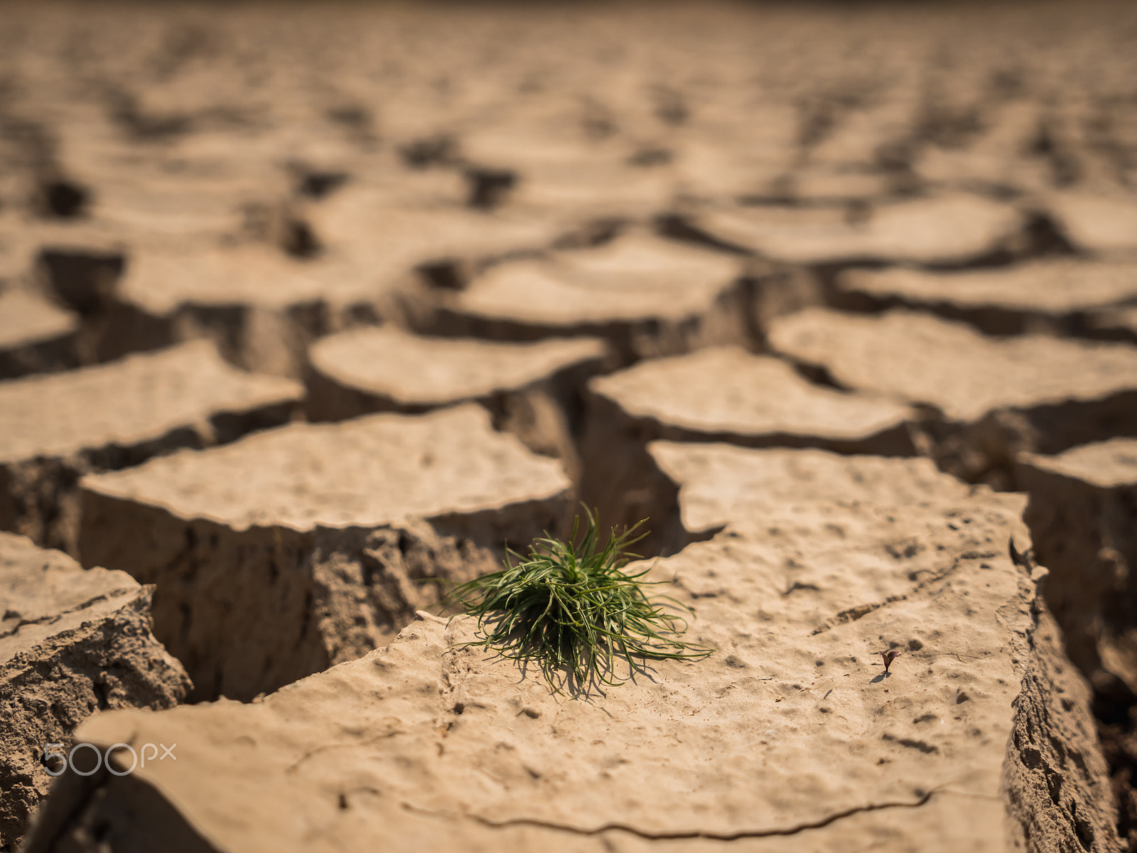 Panasonic Lumix DMC-GH4 sample photo. Small grass growth on dried and cracked soil in arid season. photography