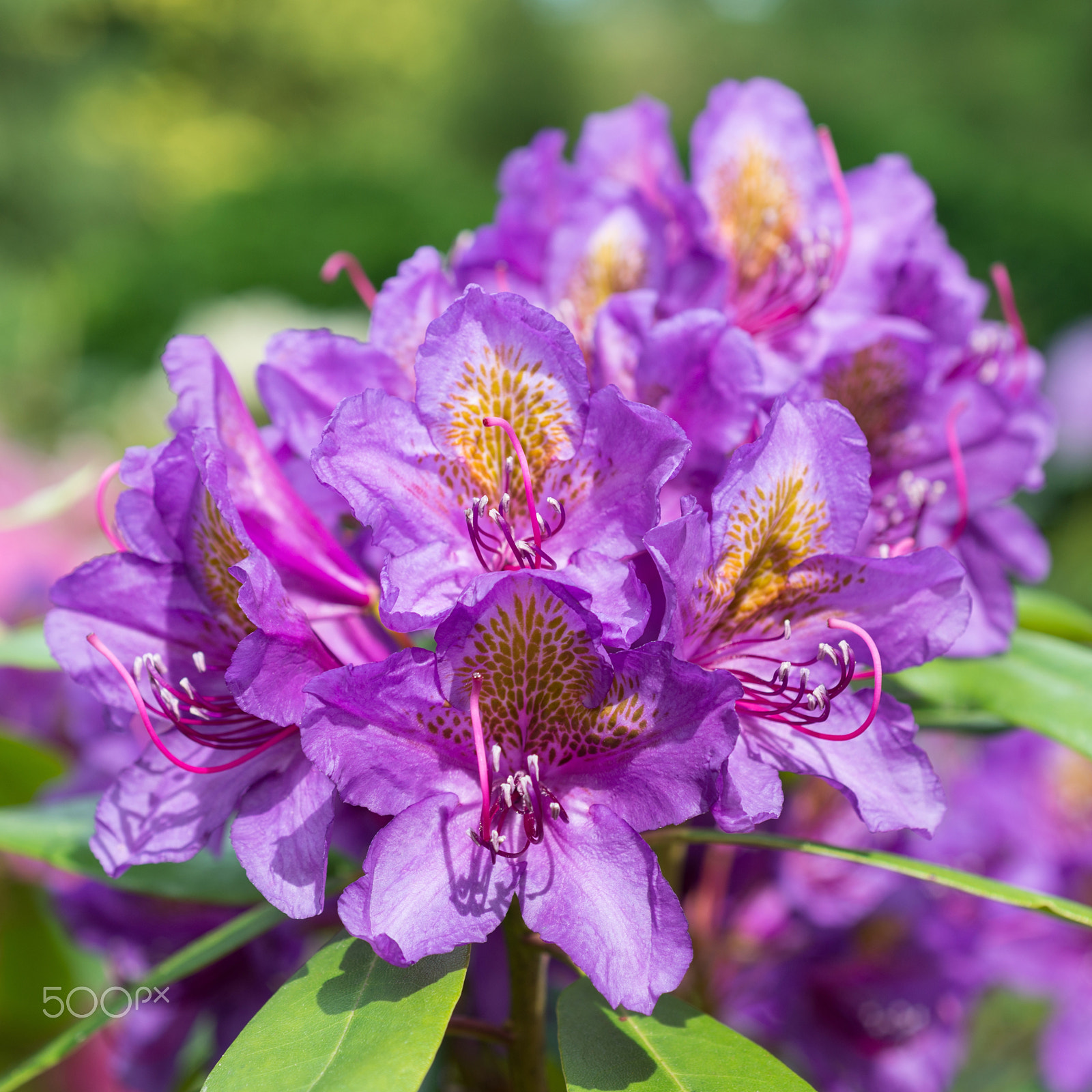 Nikon D800 sample photo. Flower  rhododendron photography