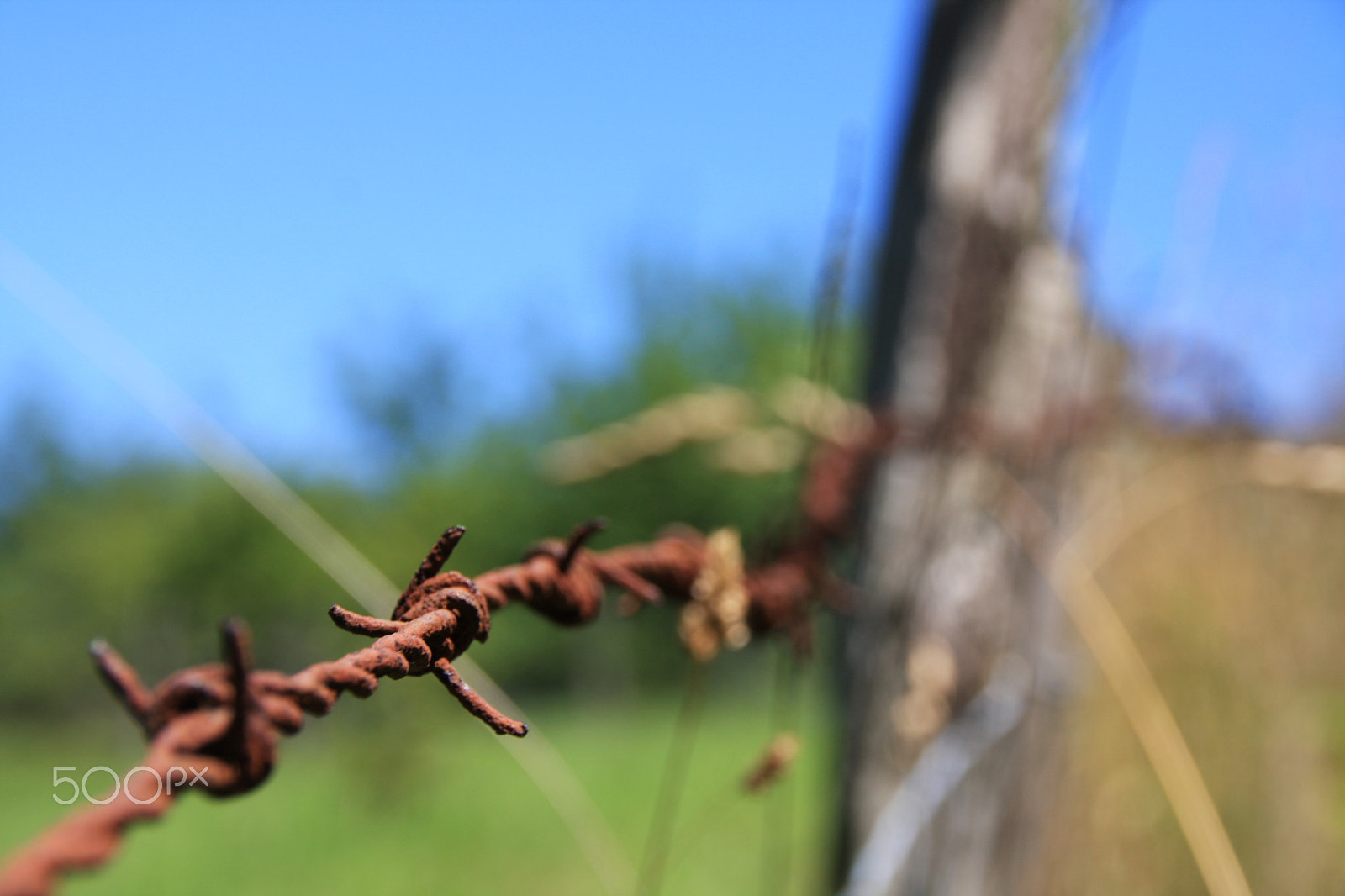 Canon EOS 40D sample photo. Alambre photography