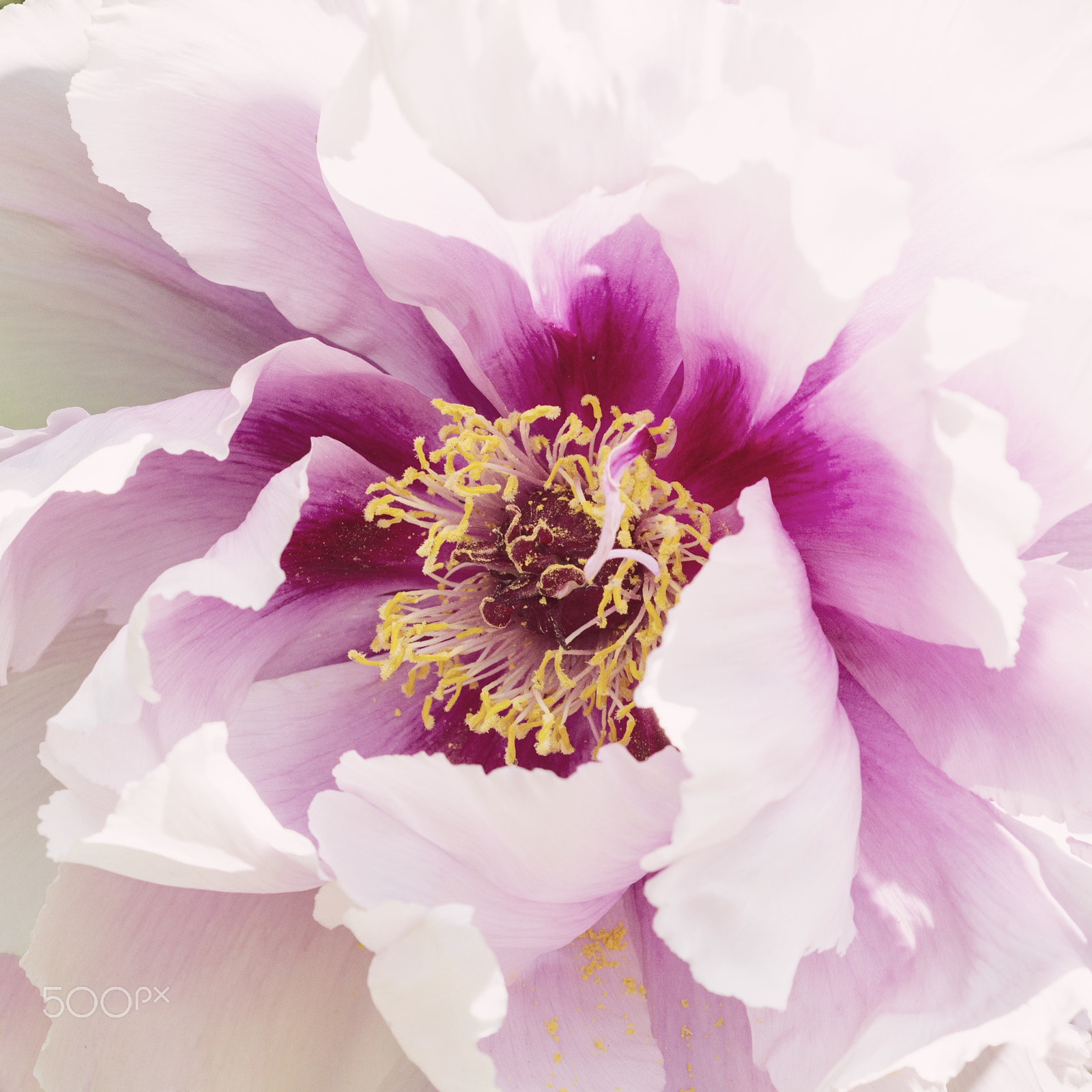 Nikon AF Micro-Nikkor 60mm F2.8D sample photo. Paeonia photography